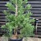 Sequoiadendron giganteum | Giant redwood - Height 175cm - Width 150-175cm - 90lt