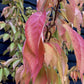 Prunus 'Kanzan' | Cherry Kanzan - 200-250cm, 20lt