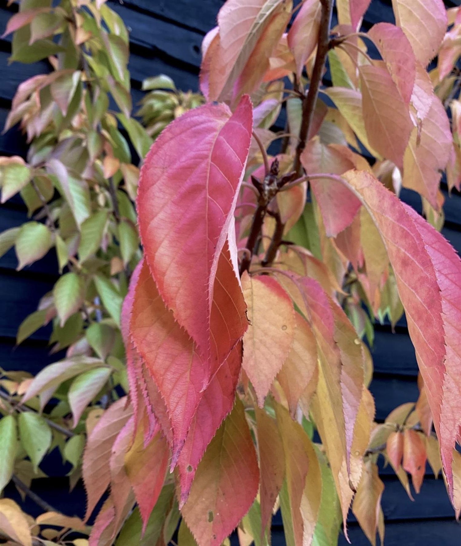 Prunus 'Kanzan' | Cherry Kanzan - 200-250cm, 20lt