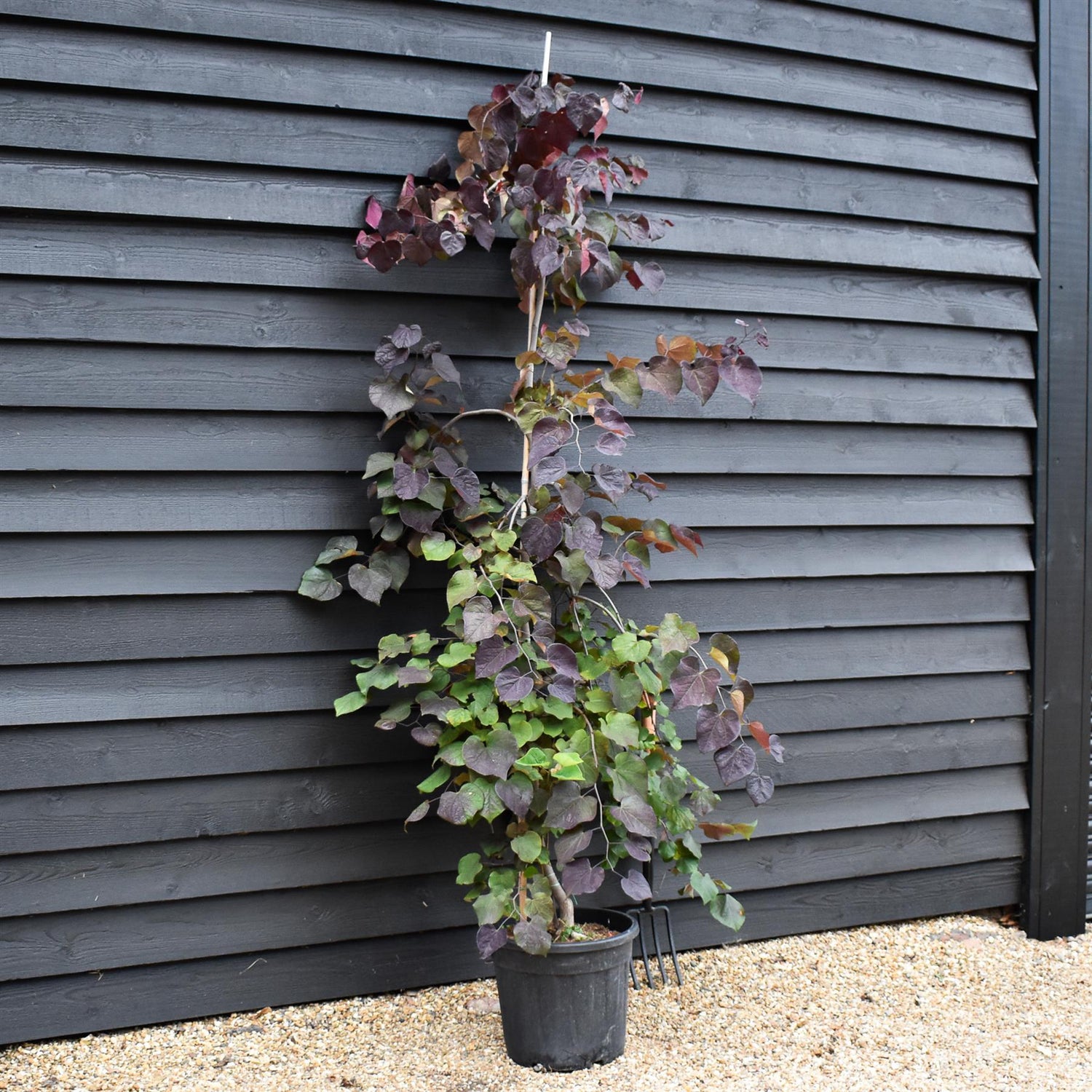 Cercis canadensis 'Ruby Falls' | Eastern Redbud - Twisted stem - Height 160-180cm - 30lt