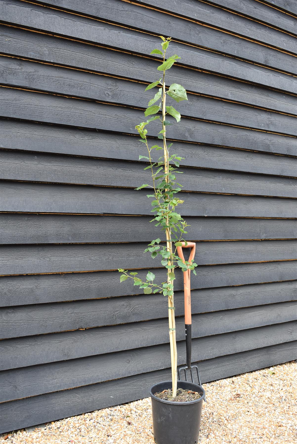 Aspen | Populus tremula - Height 130-160cm - 2-3 years old - Pot Grown - 10lt