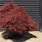 Acer palmatum 'Dissectum Atropurpureum' | Purple Threadleaf Japanese maple - Girth 32cm - 200-220cm - 375lt