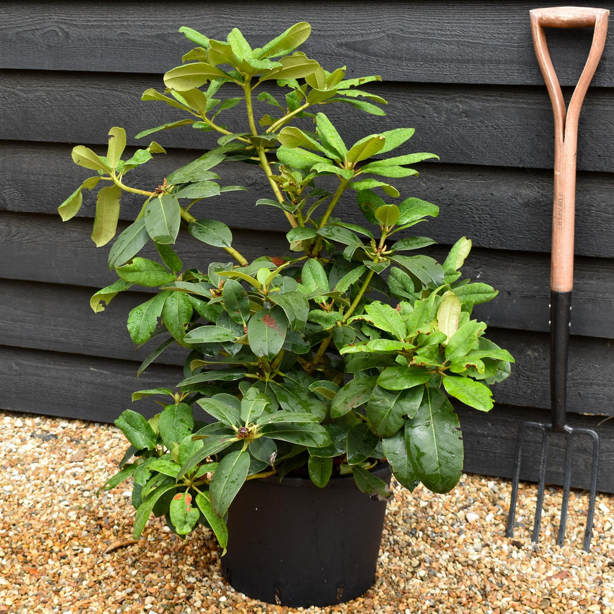 Rhododendron 'Germania' - Shrub - Height 50-60cm - 20lt