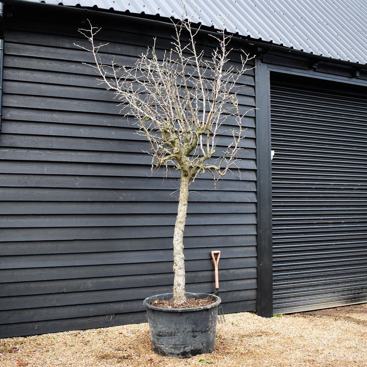 Chinese Date | Ziziphus Jujuba -  Specimen/Mature tree - Height - Height 350-400cm - 230lt