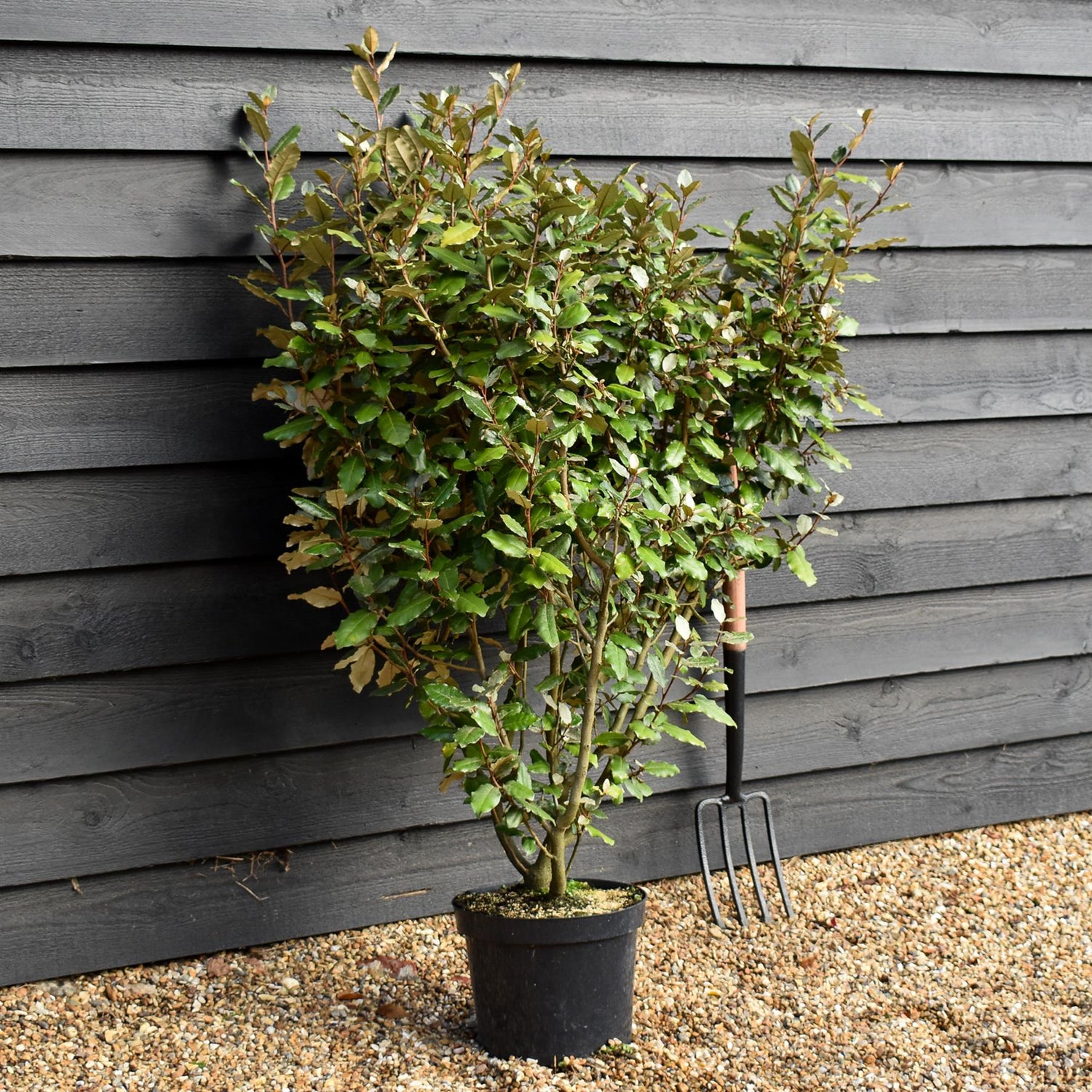 Elaeagnus ebbingei Compacta Height 80-1200cm - 10lt