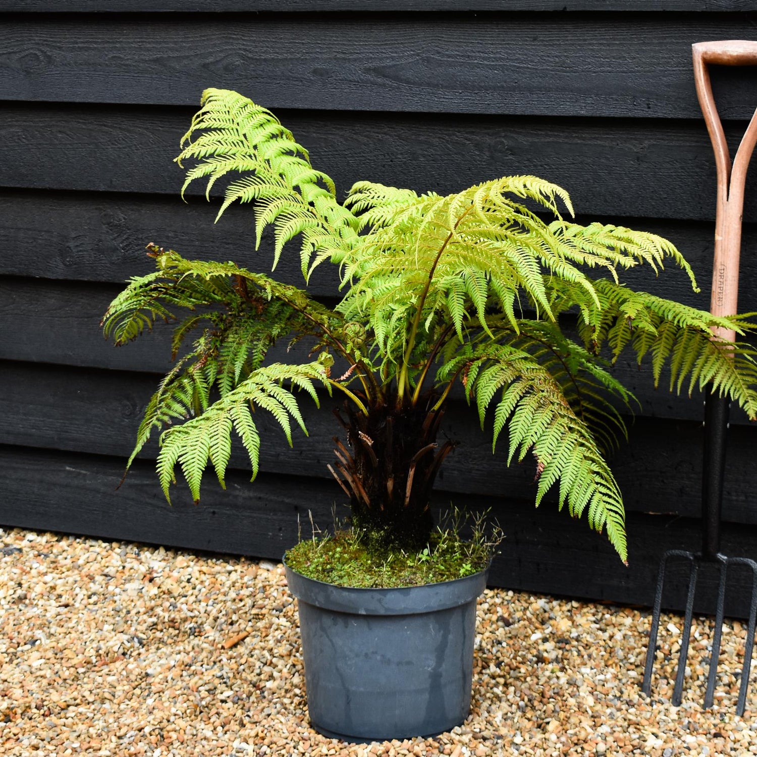 Dicksonia antarctica | Australian tree fern - Height  140-160cm - 30lt