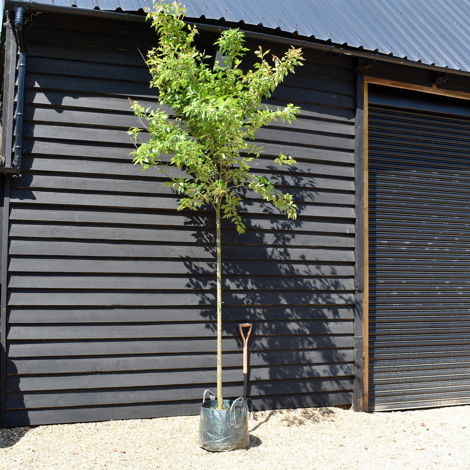 Sorbus arnoldiana 'White Wax' - Clear Stem 160cm - Girth 8-10cm - Height 300-350cm - 45lt