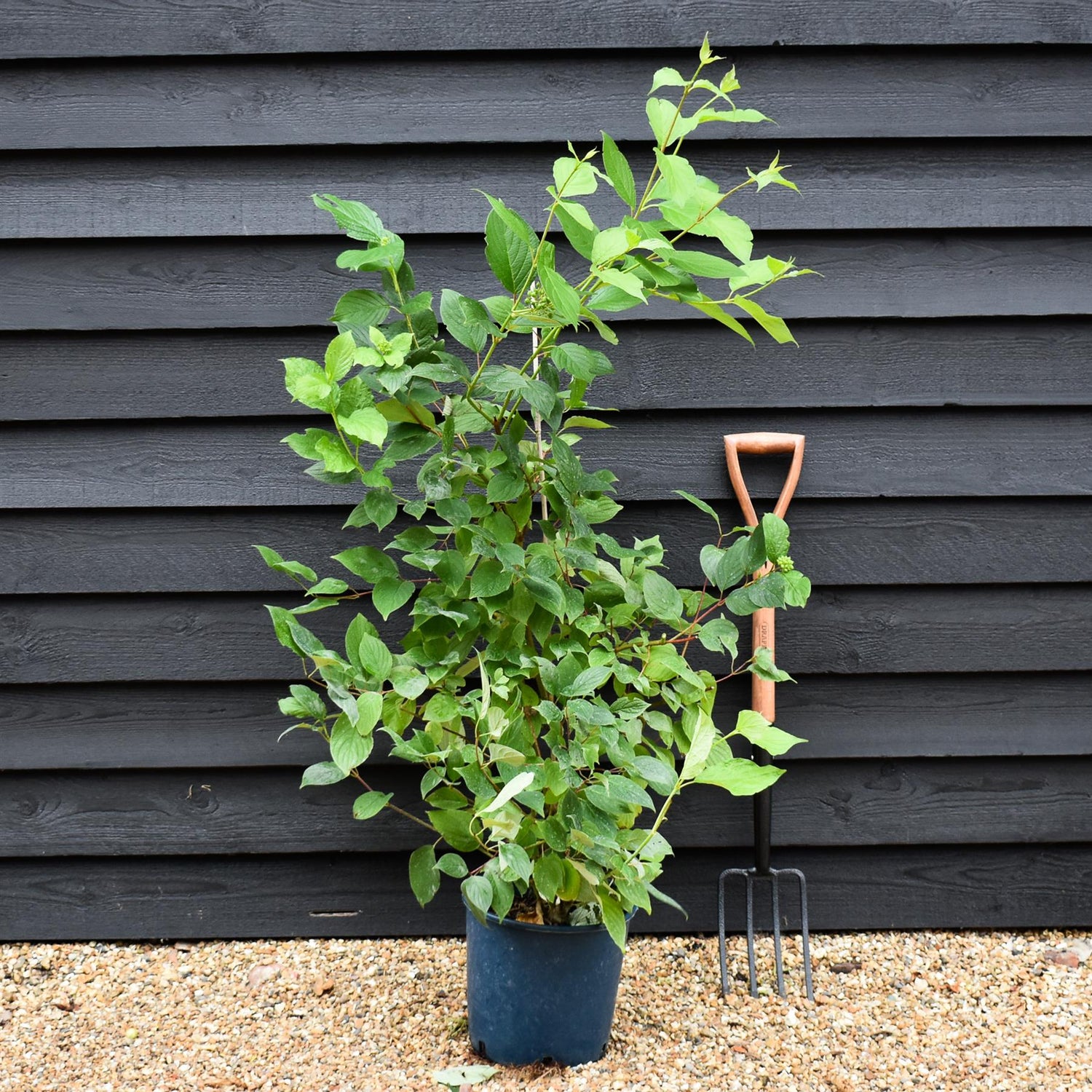 Cornus alba 'Sibirica' | Siberian Dogwood - 65-75cm - 12lt