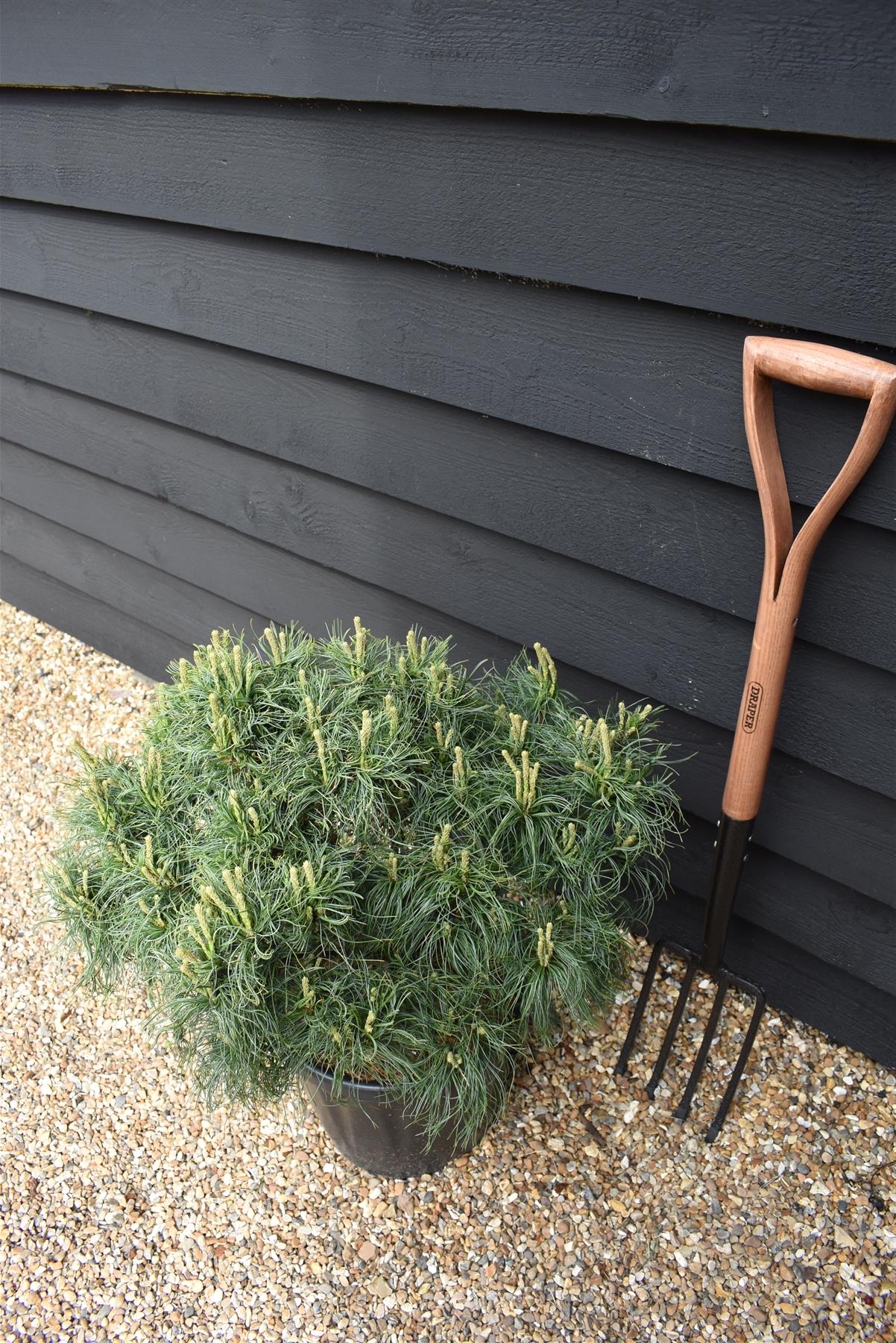 Pinus strobus 'Green Twist' | Eastern white pine - Height 50cm - Width 50-60cm - 18lt