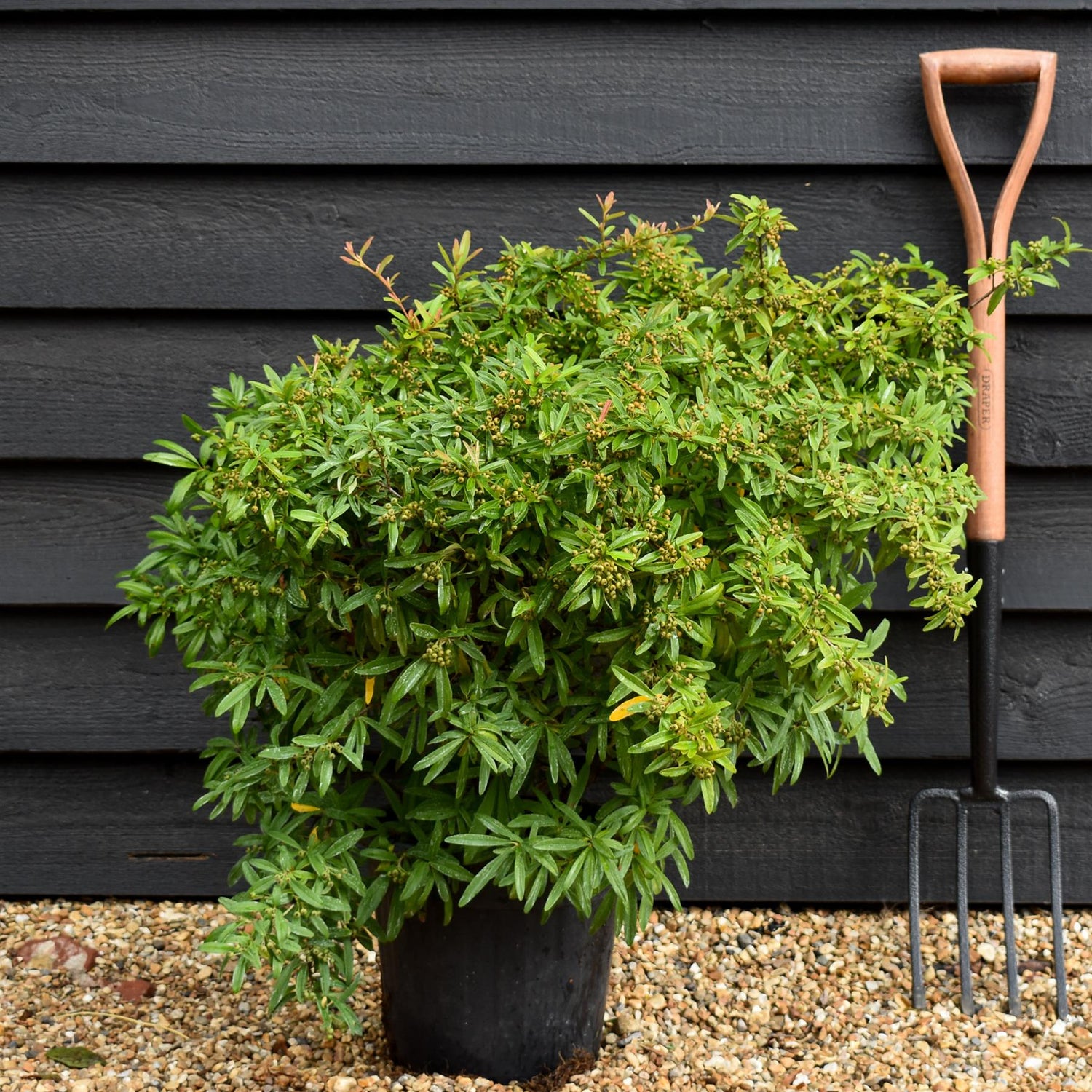 Pyracantha Teton - 40-50cm - 10lt