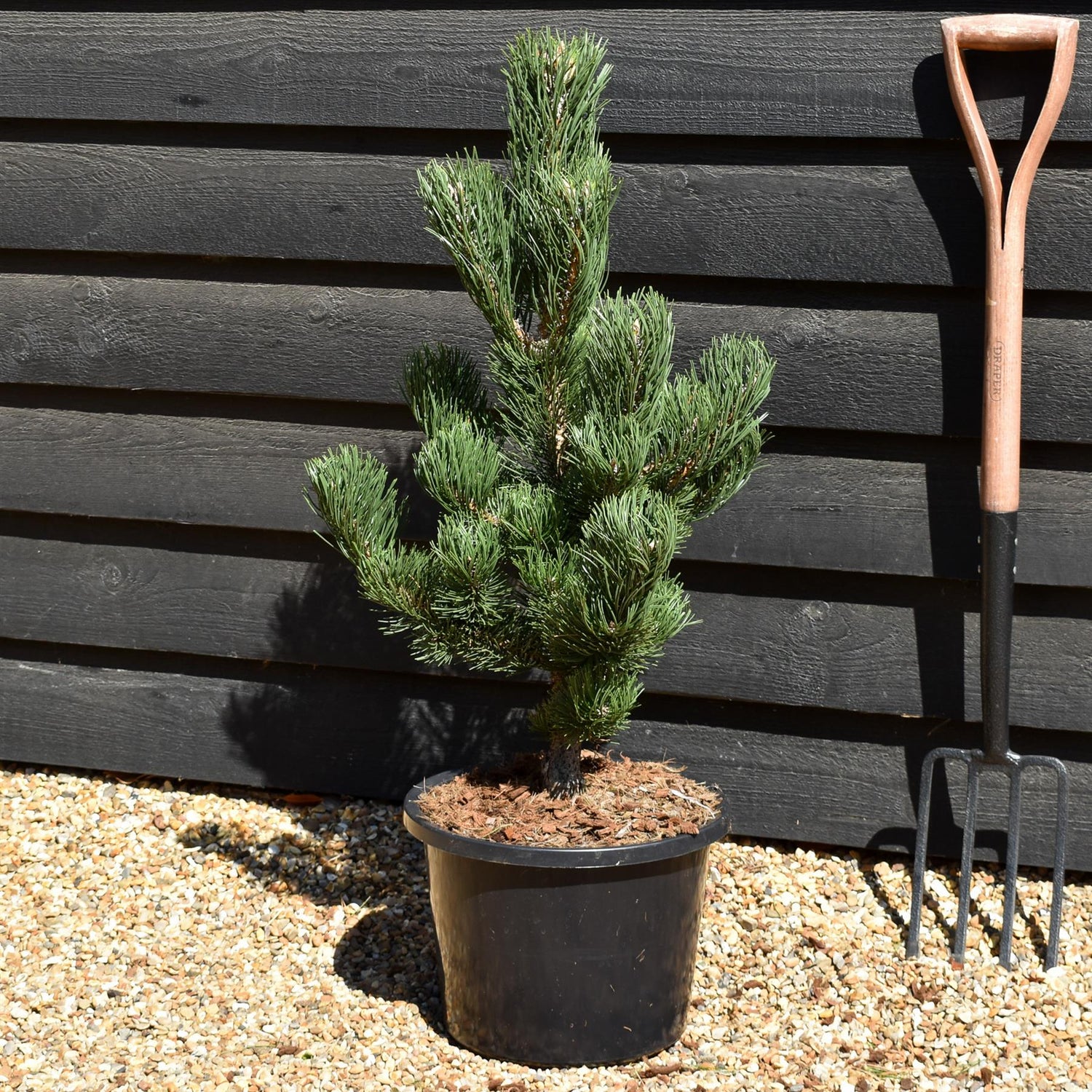 Pinus nigra 'Oregon Green' | Austrian pine 'Oregon Green' - Height 70-80cm - 12lt