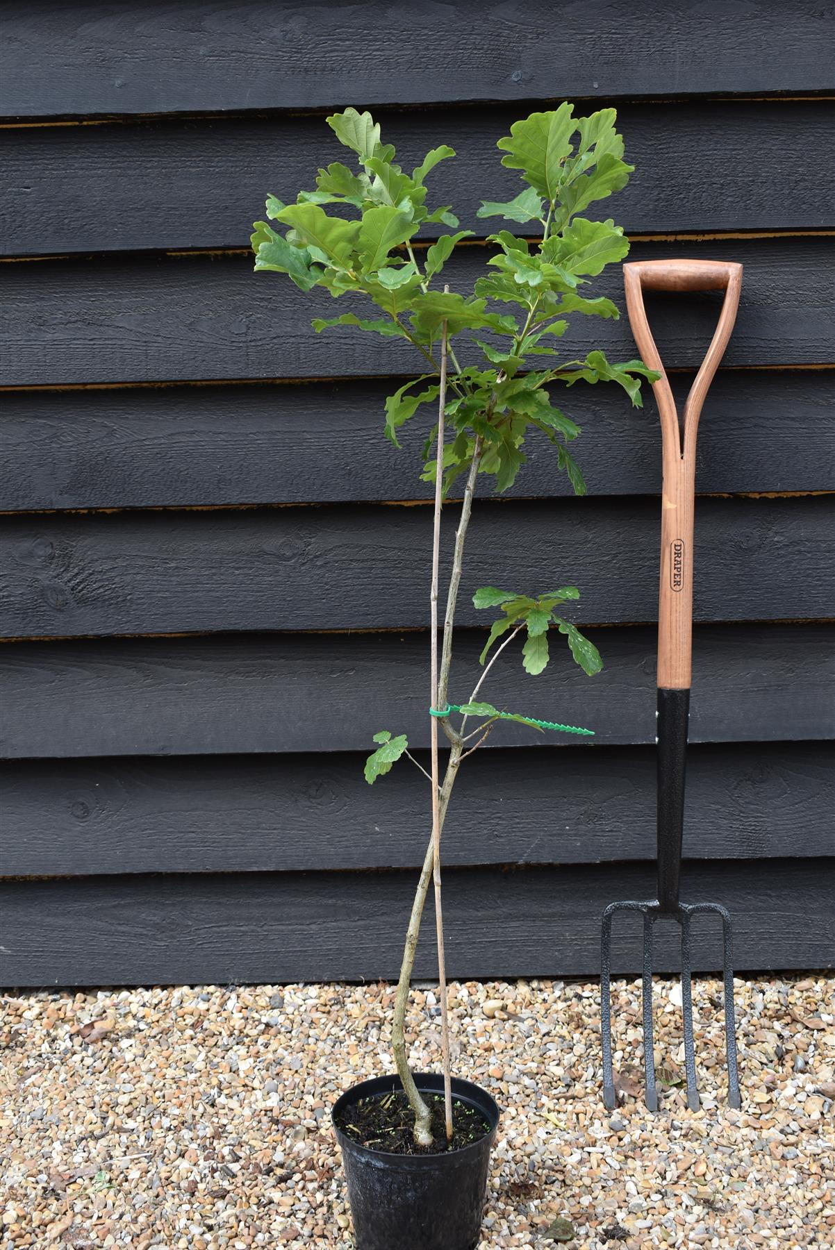 English Oak | Quercus robur  100-120cm - 3-5lt