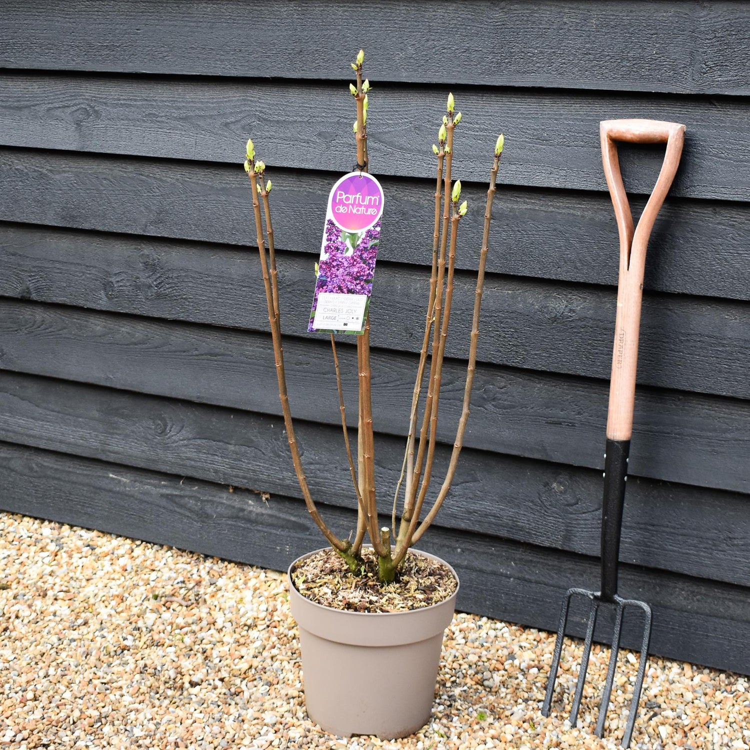 Lilac 'Charles Joly' | Syringa Vulgaris - Height 80-100cm - 10lt