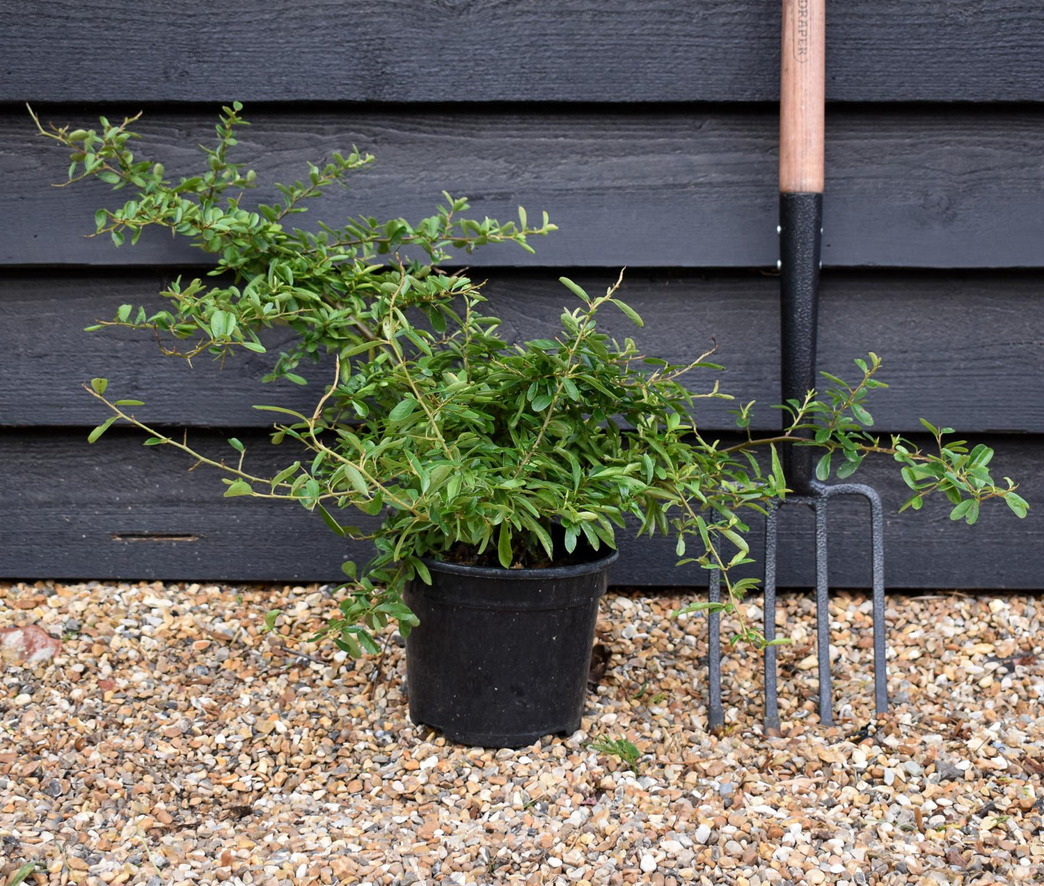 Pyracantha Golden Paradise - Shrub - Height 30-50cm - 10lt