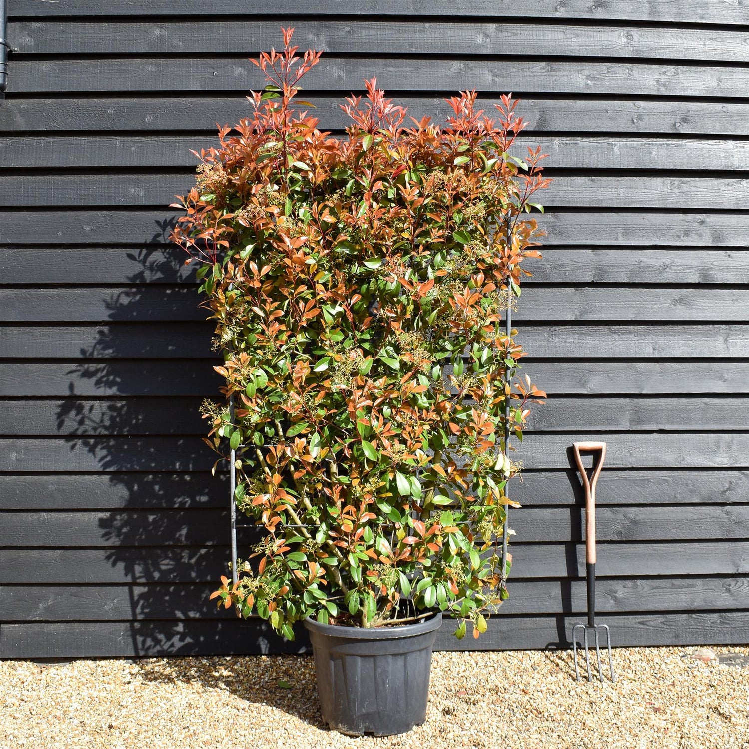 Photinia Red Robin | Christmas berry  - Frame/Espailer 150 x 100 - Height 180cm - 55lt Frame - 200-210cm, 55lt