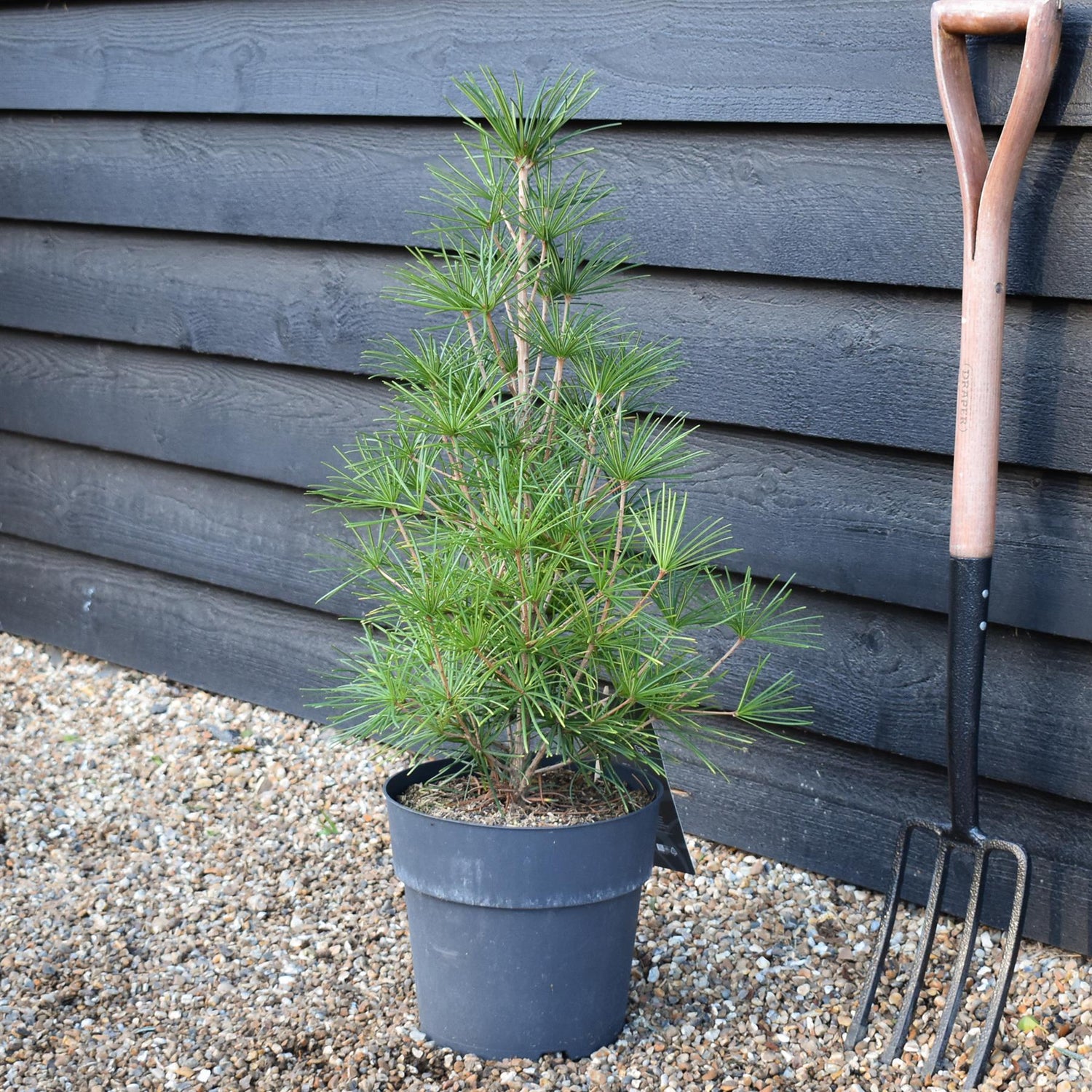 Sciadopitys Verticillata | Japanese umbrella tree - Height 50-70cm - 11lt