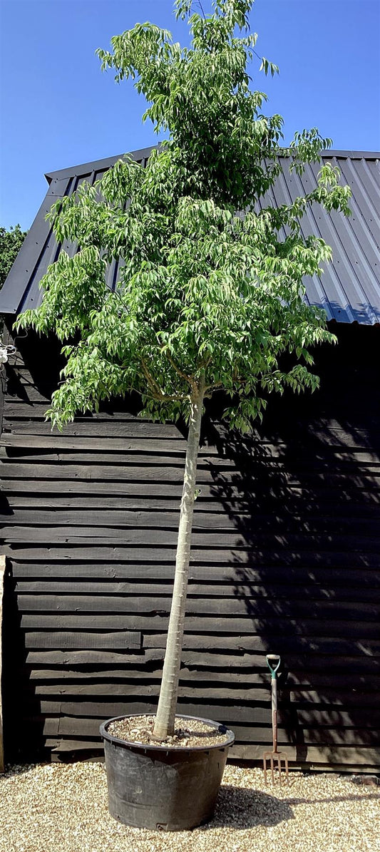 Celtis Australis | European hackberry - 550cm, 285lt