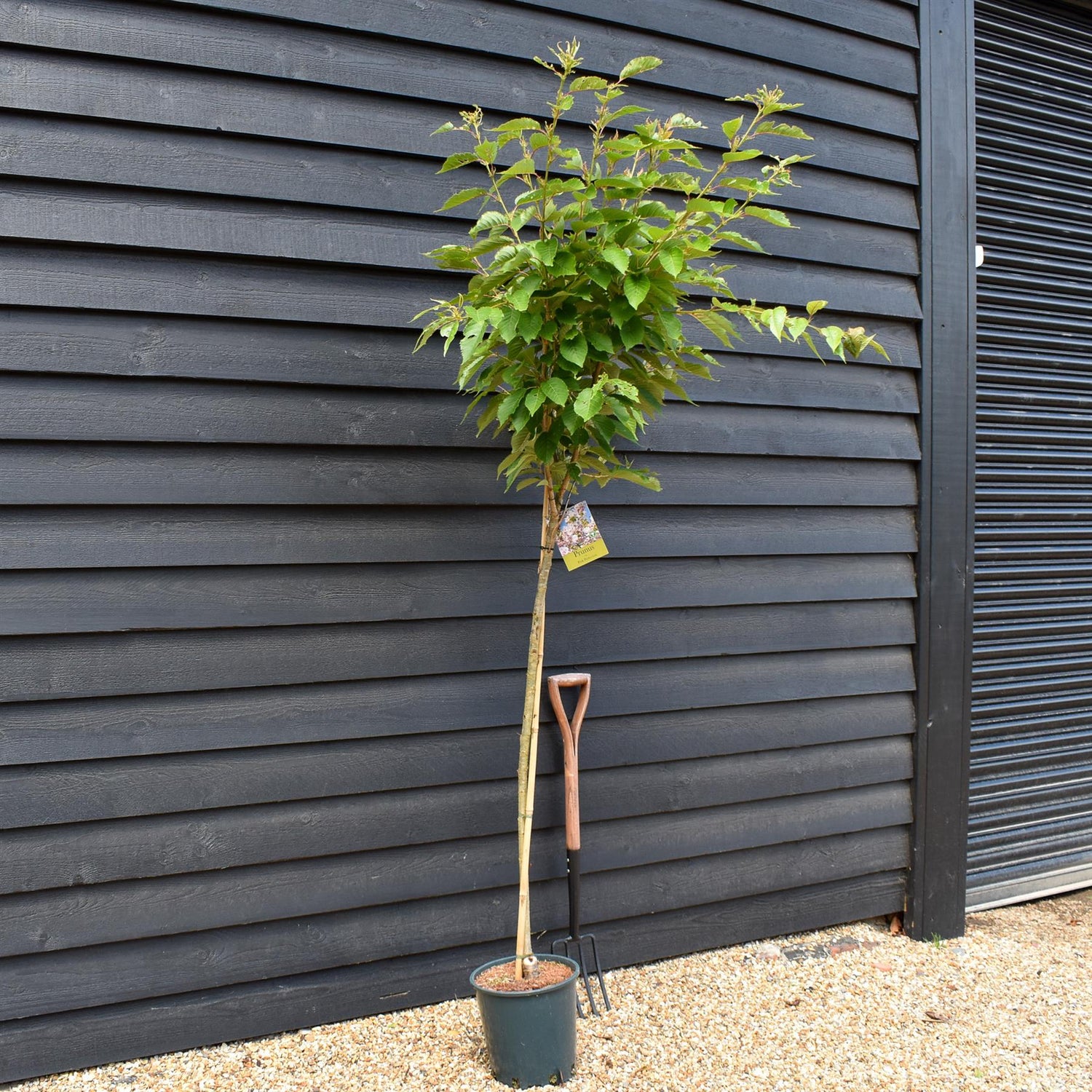 Prunus Pink Perfection | Flowering Cherry 'Pink Perfection' - 200-250cm, 10lt