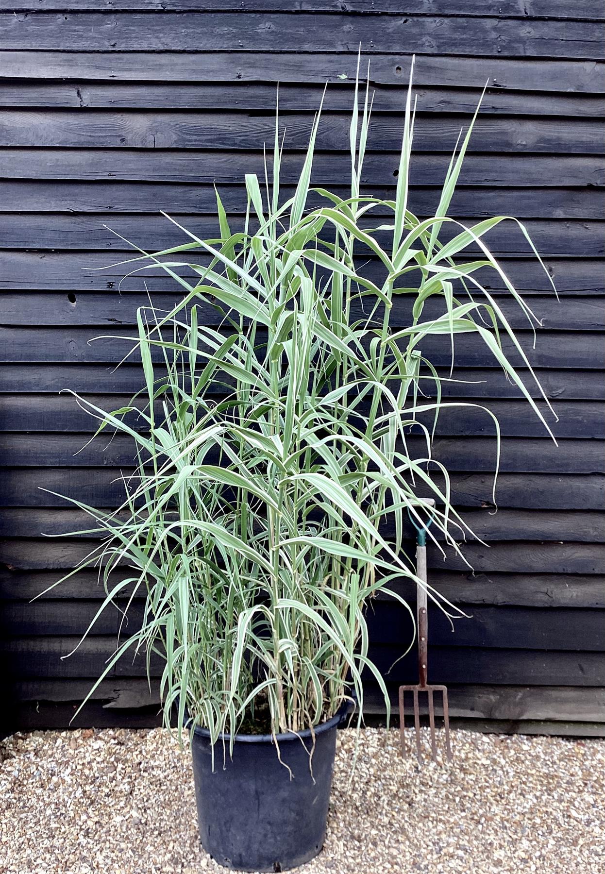 Arundo donax 'Variegata' | Variegated Giant Reed - 200-220cm, 70lt
