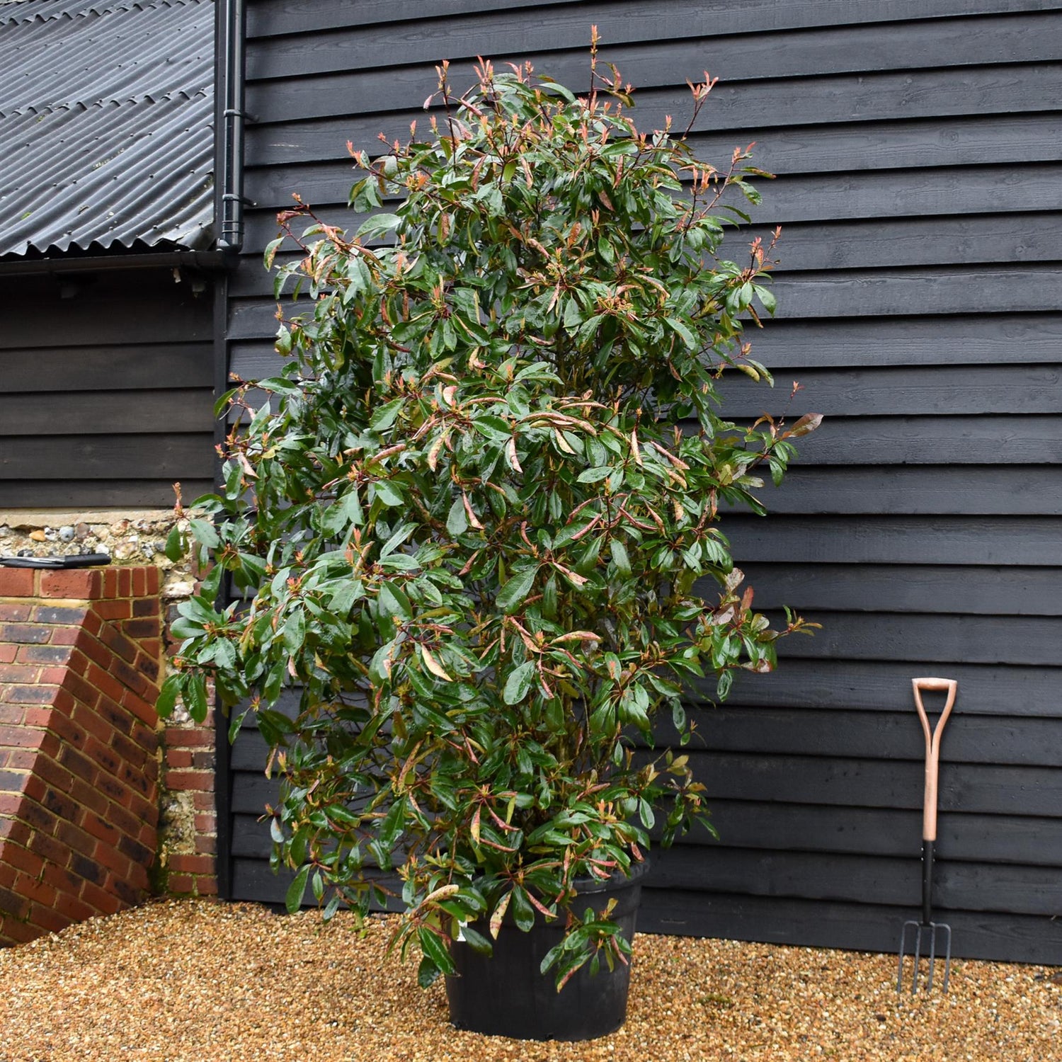Photinia Red Robin - 280-300cm, 70lt