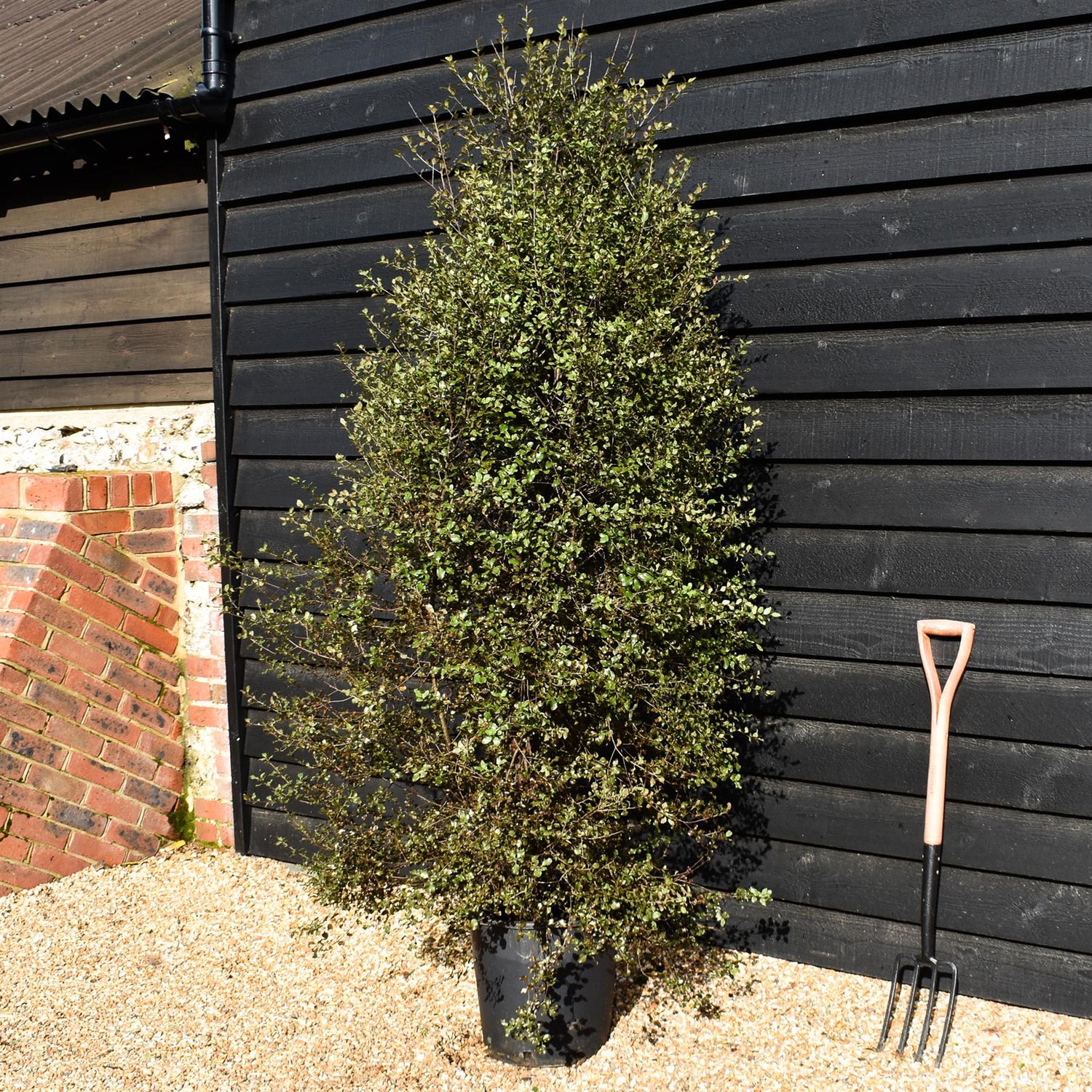 Pittosporum 'Silver Sheen' - Height 180-200cm -25lt