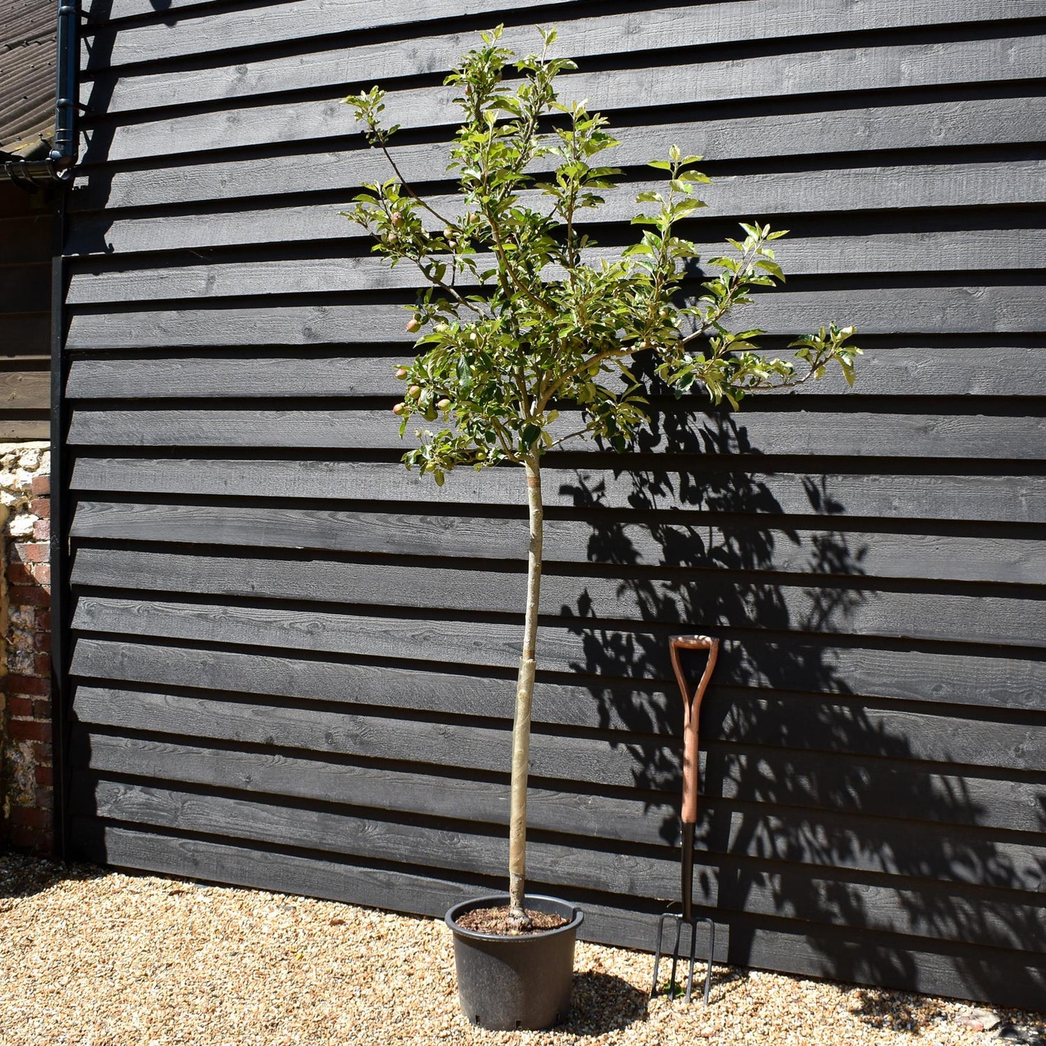 Apple tree 'Idared' | Malus domestica - Semi Dwarfing - Height 160-170cm - 20lt