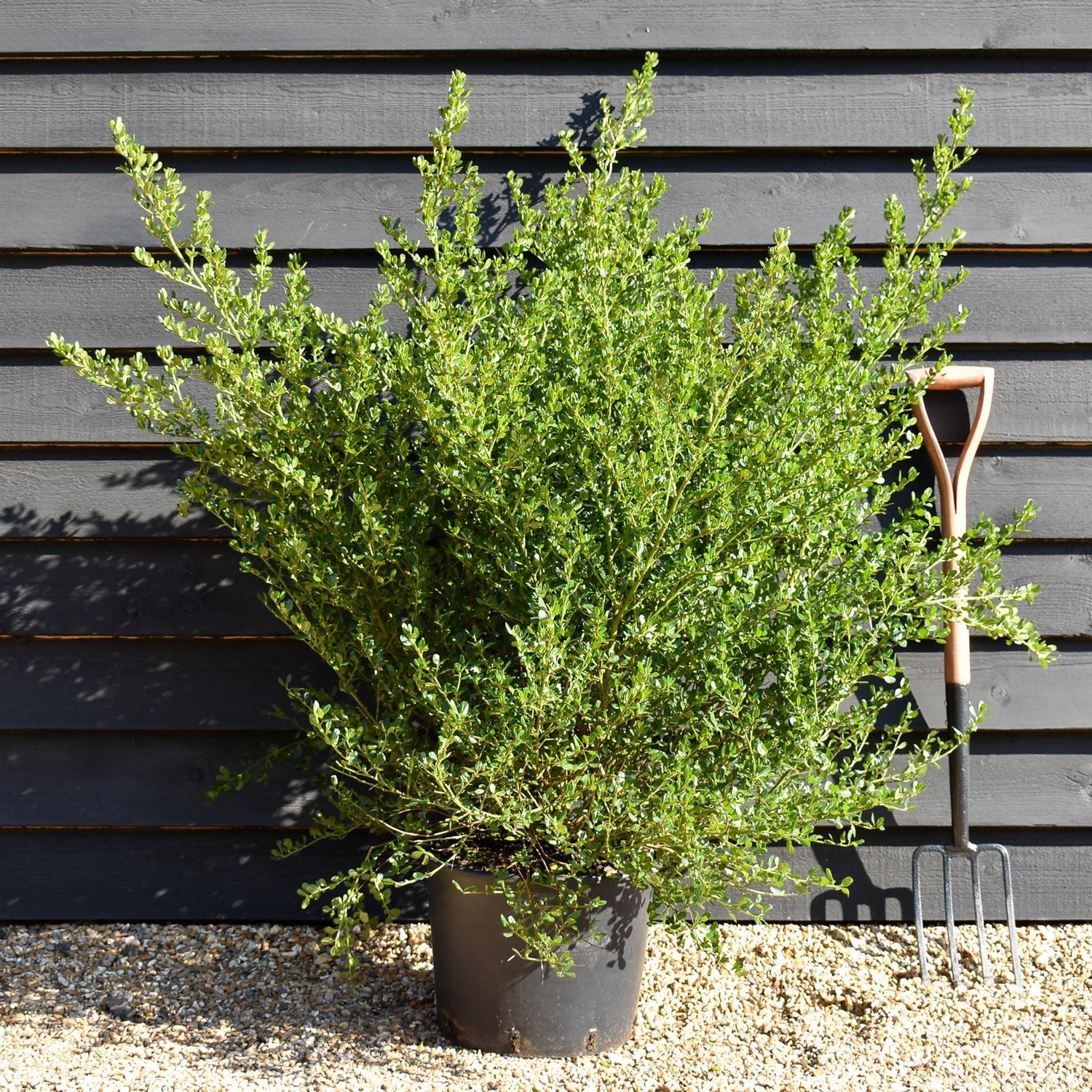 Ceanothus 'Victoria' - Bush - Height - 100-125cm - 20lt