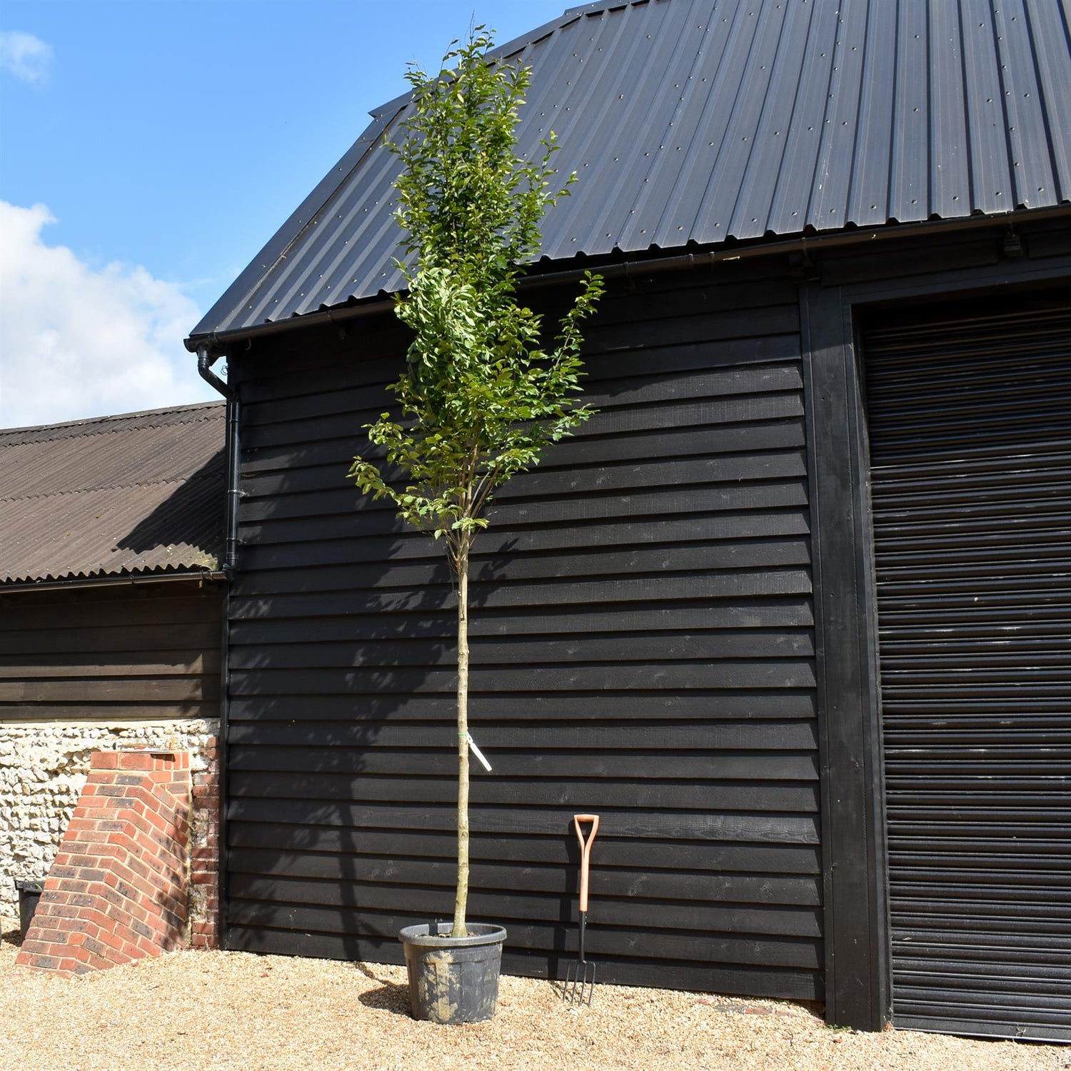 Hornbeam Fastigata | Carpinus betulus 'Fastigiata'  - Girth 10-12cm - Height 280-320cm - 70lt