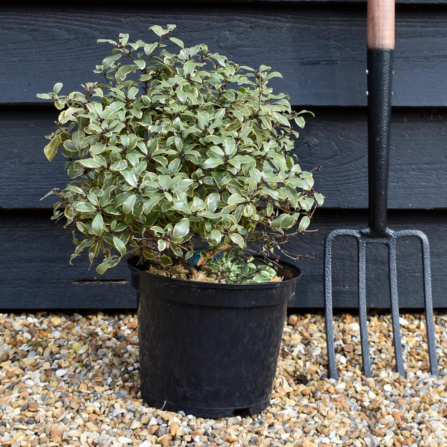 Pittosporum tenuifolium 'Glo Ball' - Height 30-40cm - 5lt