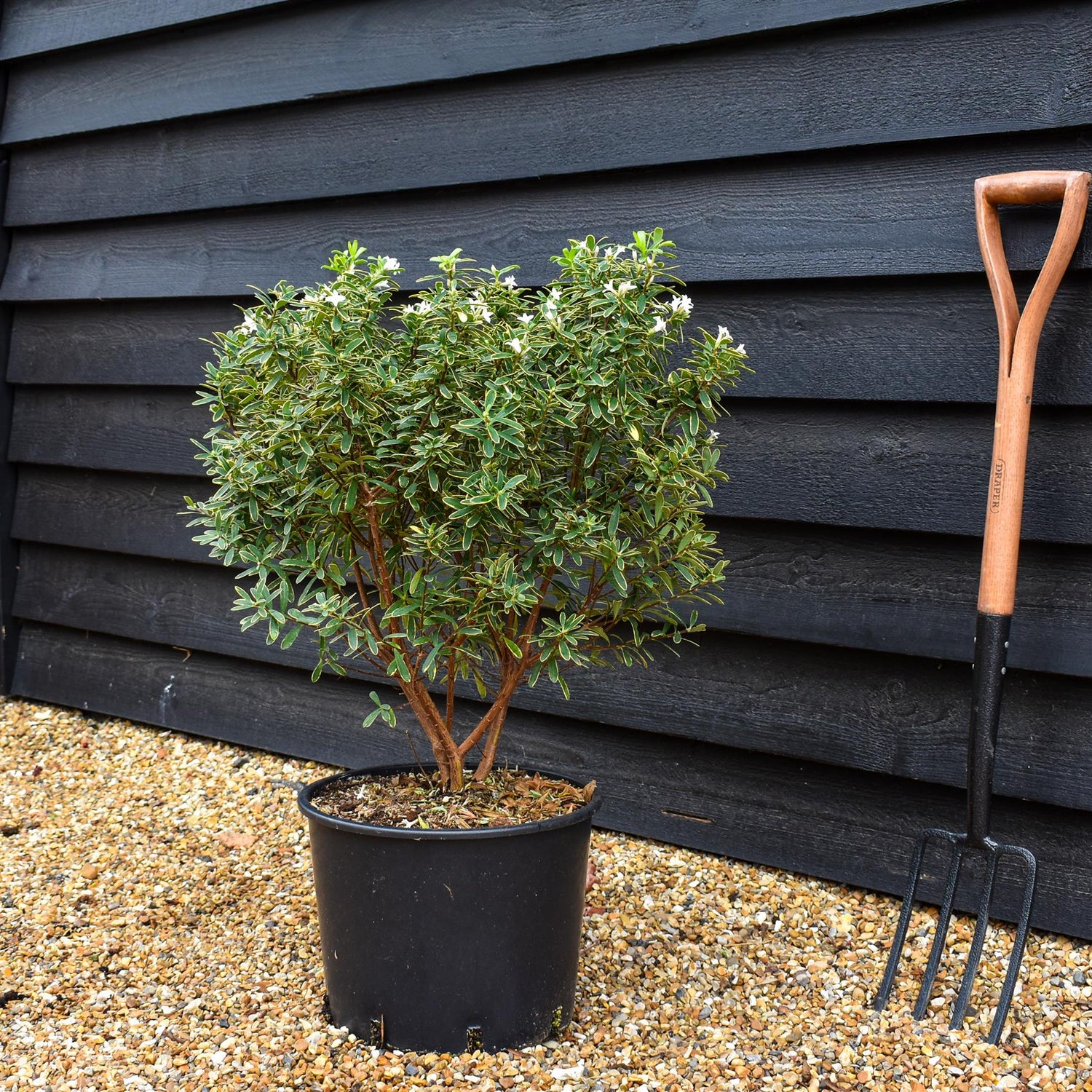 Daphne transatlantica Summer Ice  - Established - Height 40cm - Width 40-50cm - 20lt