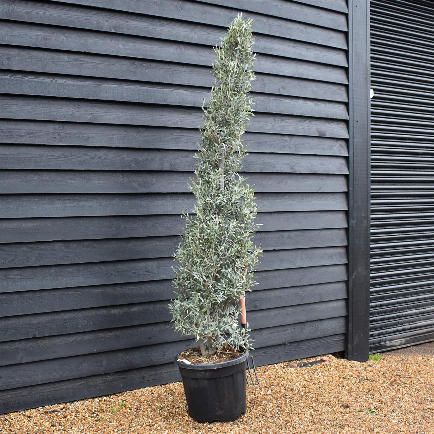 Olive Tree | Olea Europea - Bushy - Height 220-230cm - 55lt