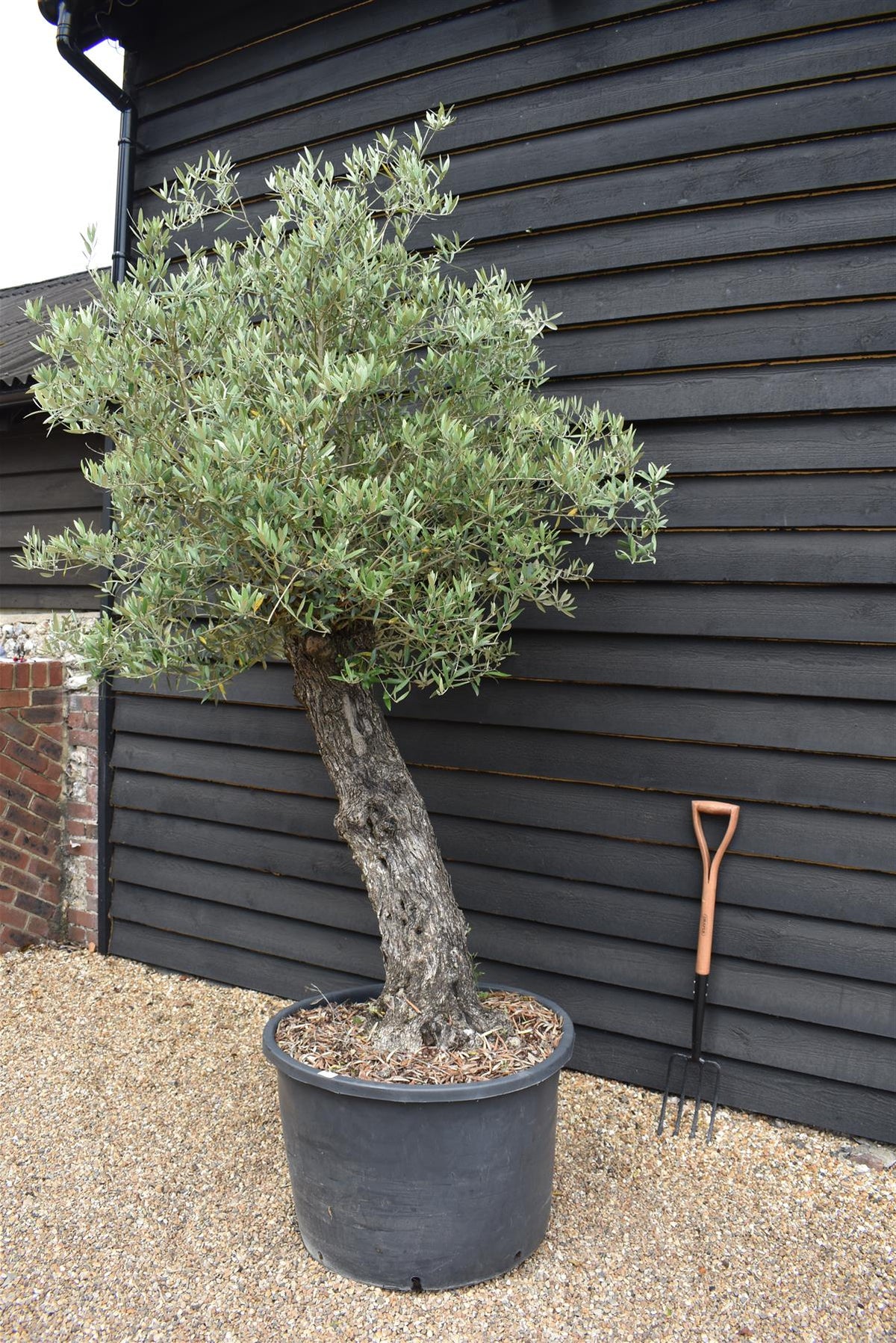 Olive Tree | Olea Europea - Mature Old - Girth 63cm - 225-235cm, 160lt