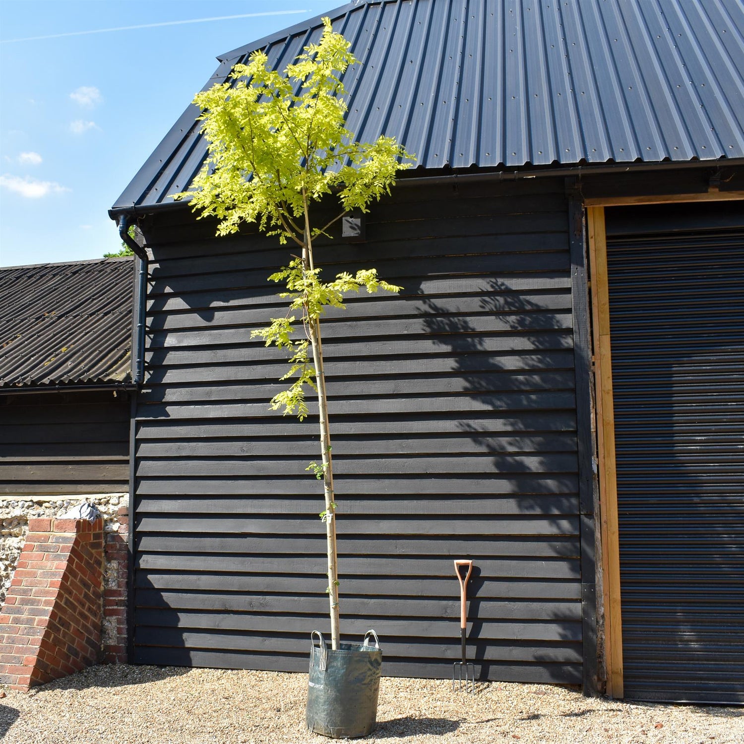 Robinia Pseudoacacia Frisia - Clear Stem 210cm - Girth 12-14cm - Height 380-400cm - 70lt