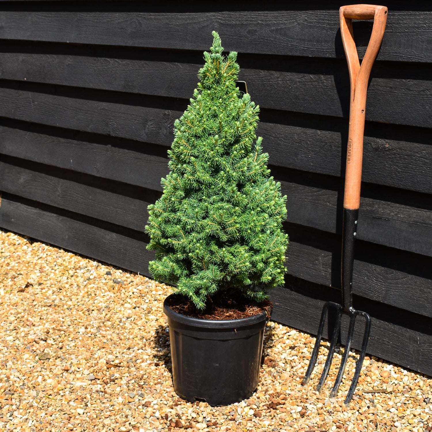 Picea glauca 'Sander's Blue' | Alberta spruce - Height 70-80cm - 11lt