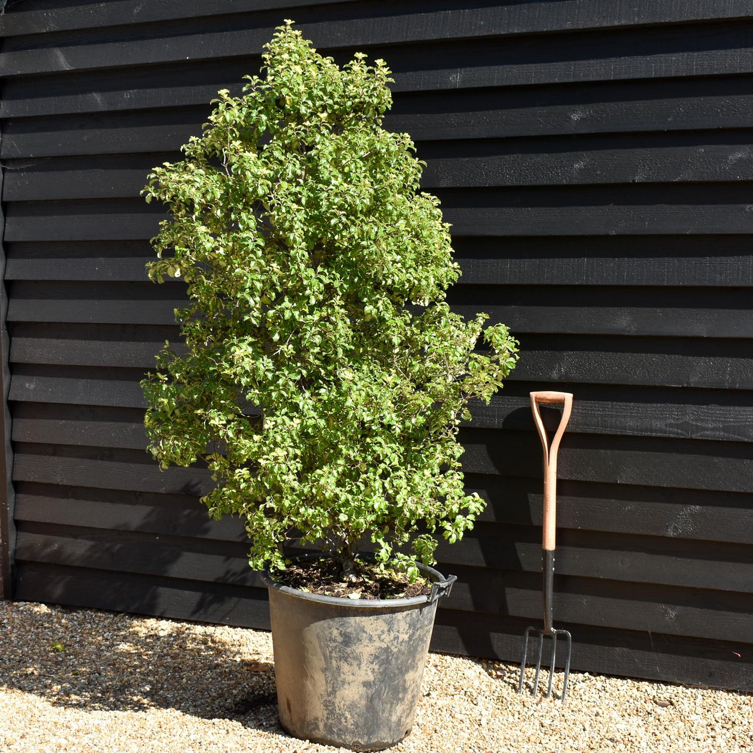 Pittosporum tenuifolium 'Gold Star' - Height 130-150cm, 50lt