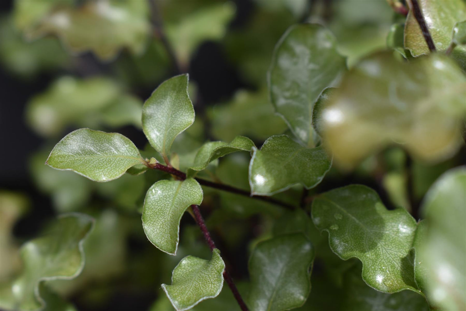 Pittosporum tenuifolium 'Wrinkled Blue' - 15-25cm - 3lt