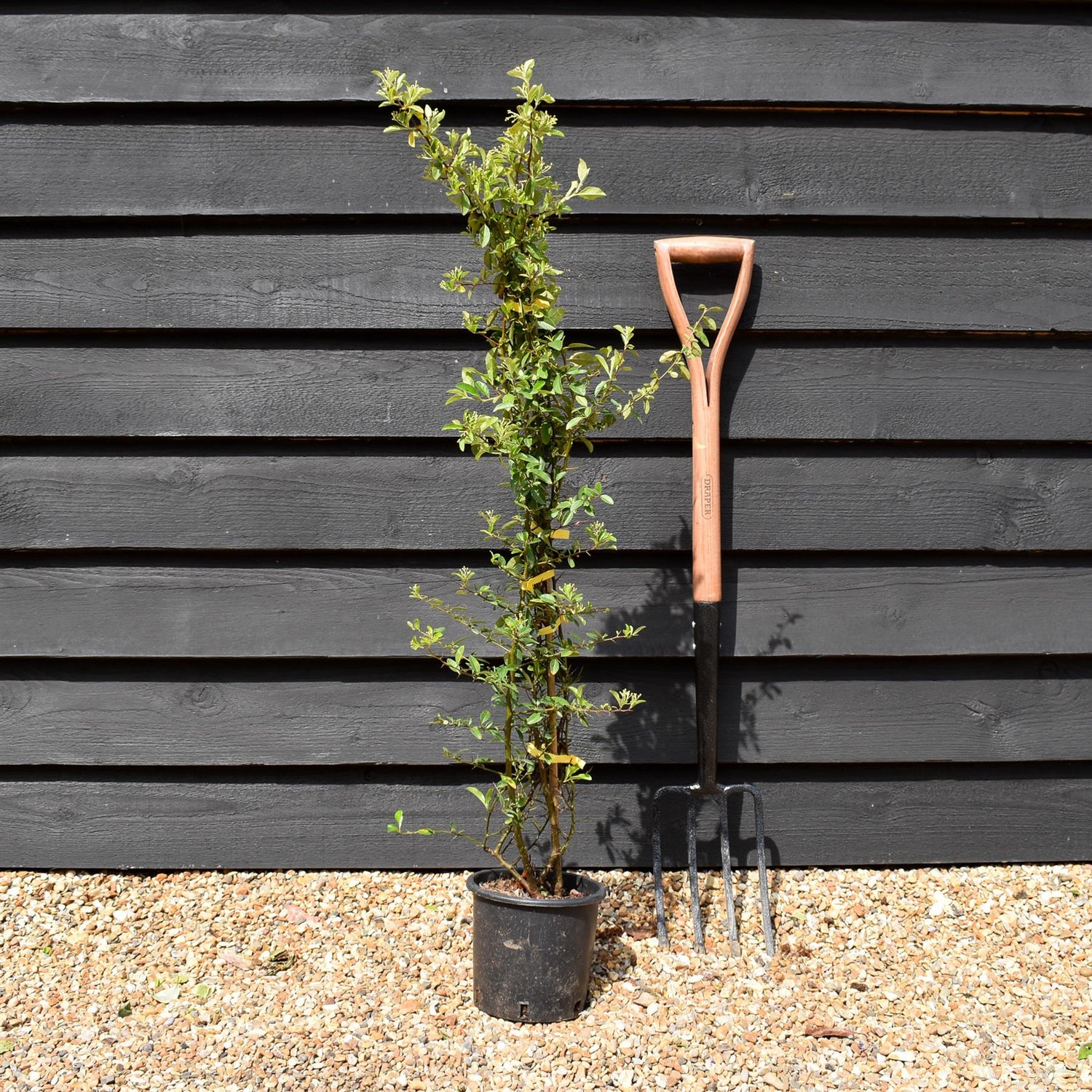 Pyracantha 'Solei D'or' - Height 90-120cm - 10lt