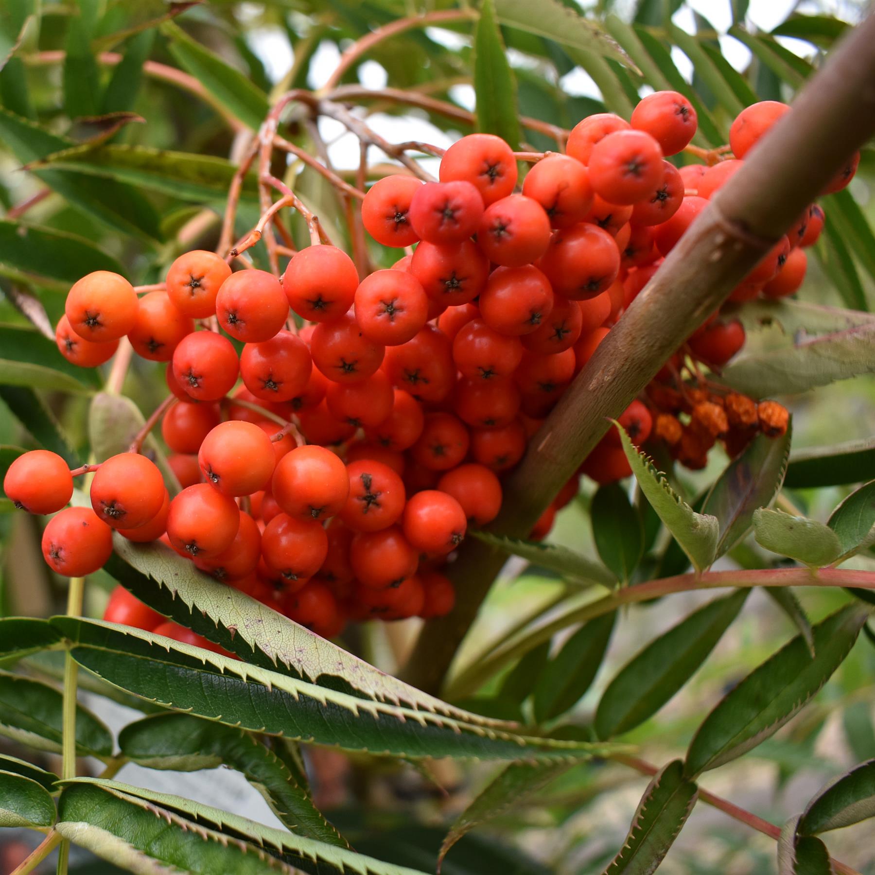 Sorbus commixta Olympic Flame | Scarlet Japanese Rowan - 200-250cm