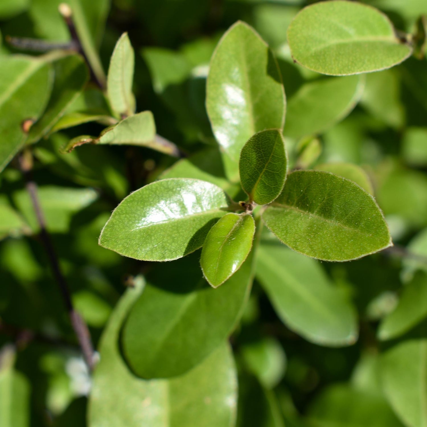 Pittosporum tenuifolium 'Golf Ball' - Height 40-50cm - Width 40-50cm - 10lt