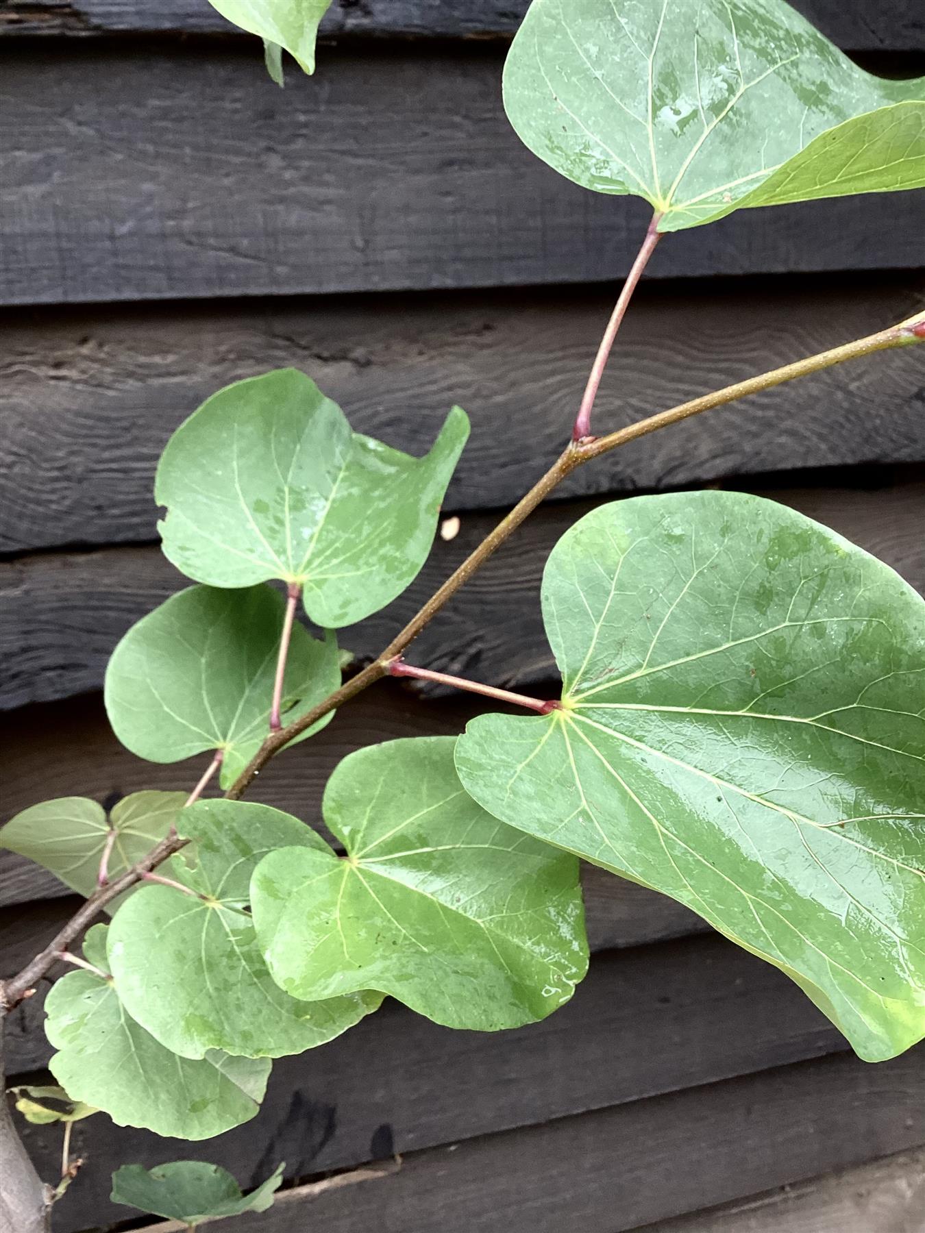 Cercis canadensis 'Eternal Flame' | Redbud | Judas trees - 160-180cm - Bushy - 12lt