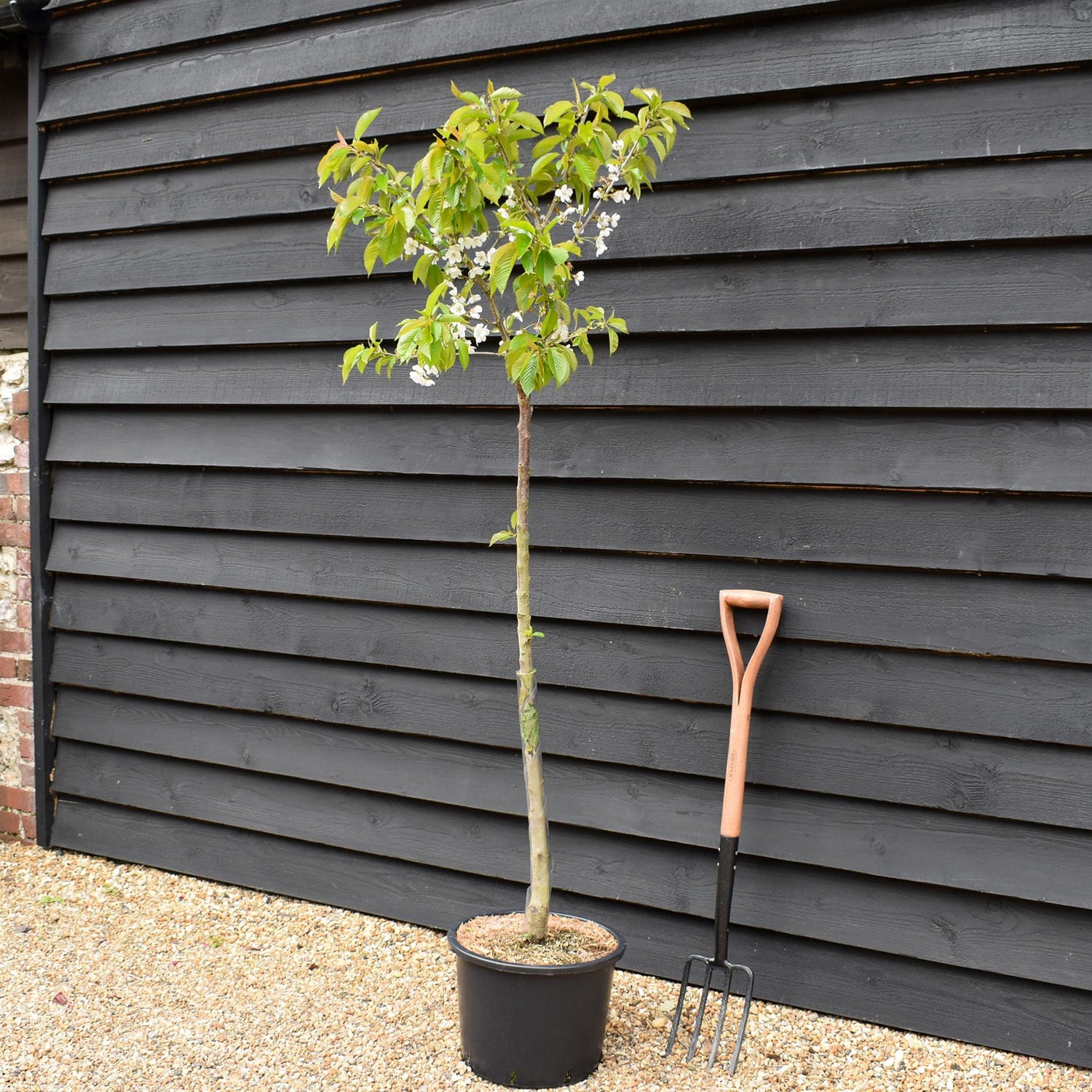 Cherry tree 'Summit' | Prunus avium 'Summit' - Half Standard - Height 150-180cm - 20lt