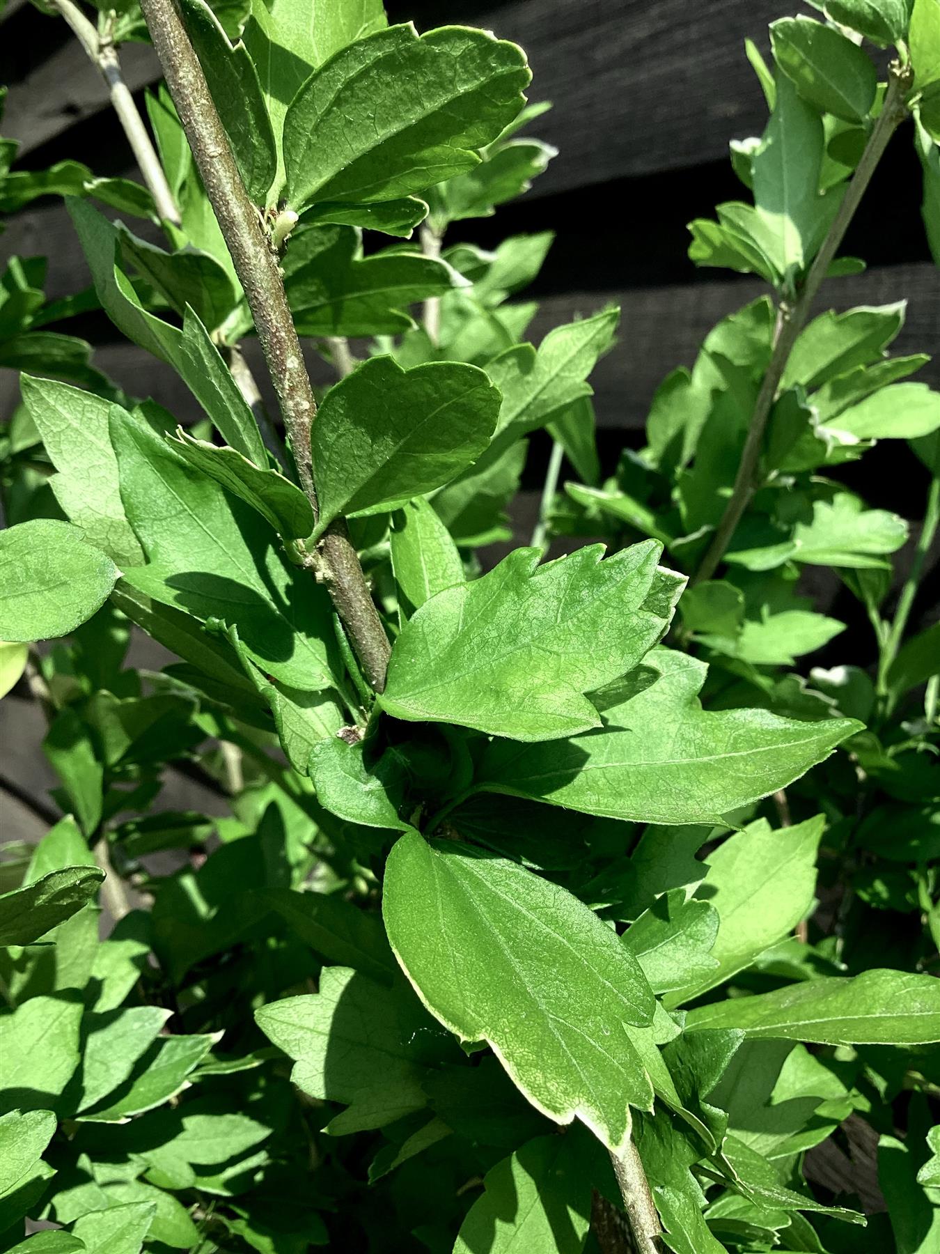 Hibiscus Tree 1/2 std | Rose of Sharon, Clear Stem - 150-160cm, 15lt