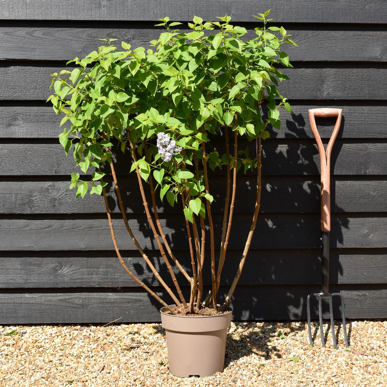 Lilac 'Michel Buchner' | Syringa vulgaris - Height 80-100cm - 10lt