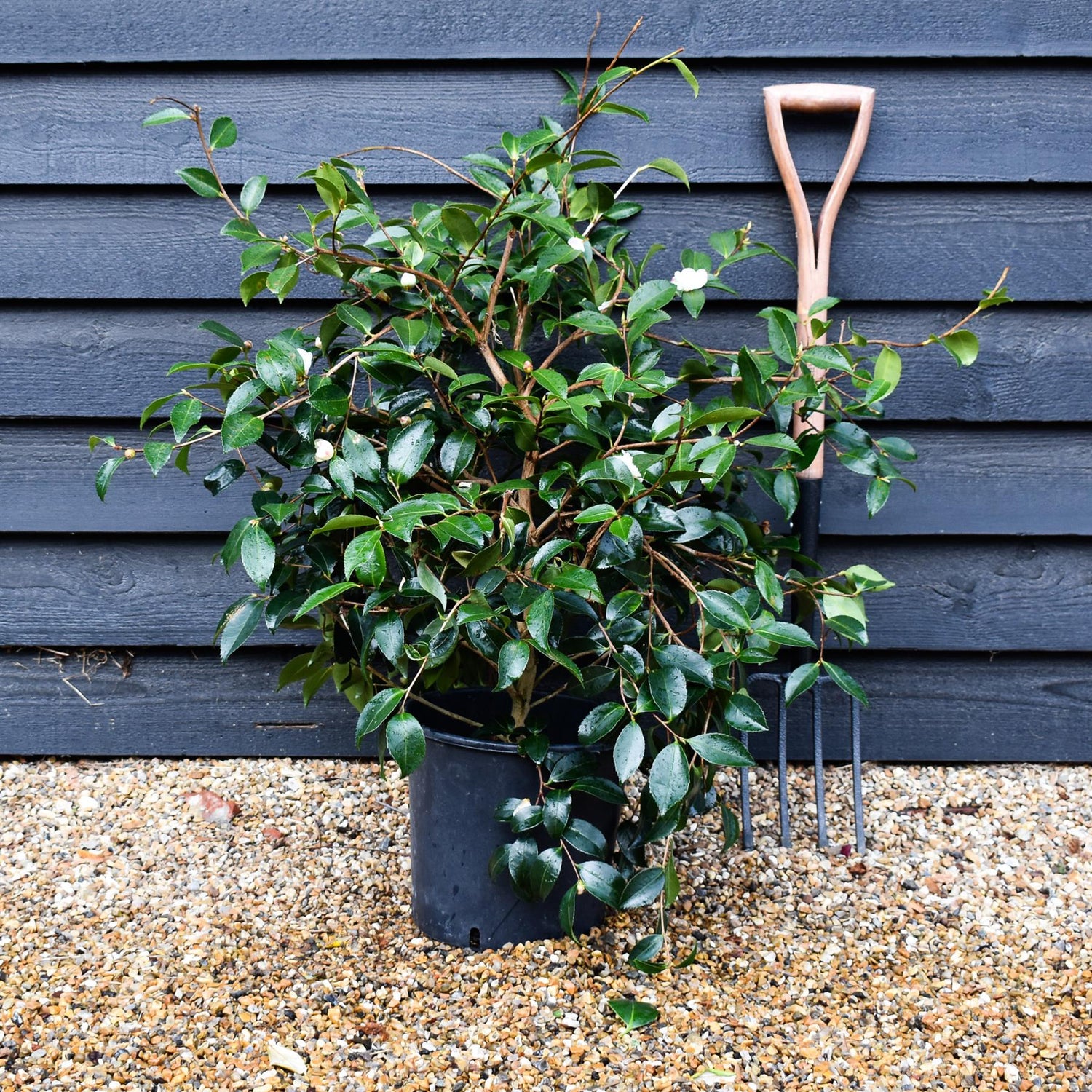 Camellia sasanqua 'Winter's Snowman' - 60-70cm - 12lt