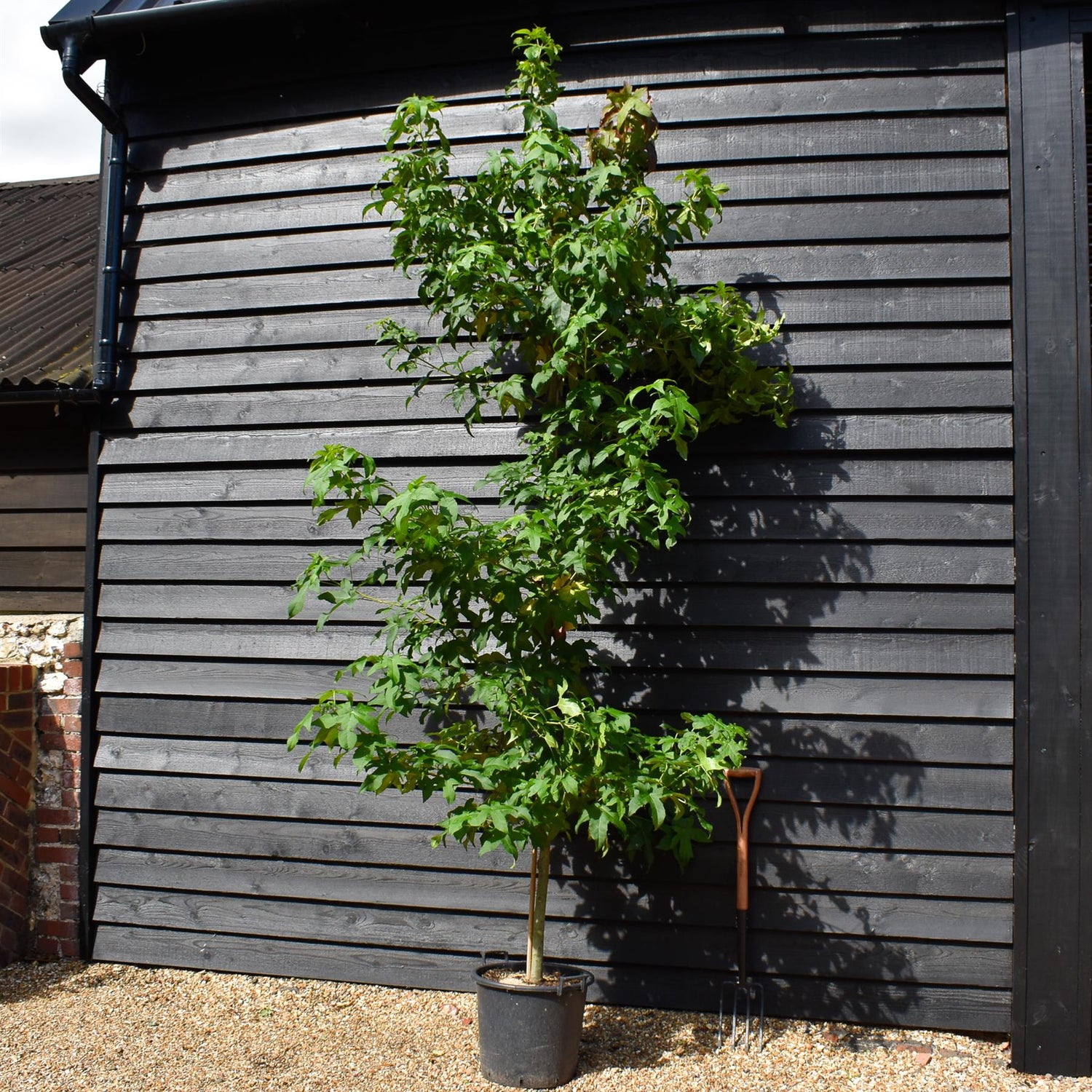 Sweet Gum | Liquidambar styraciflua 'Lane Roberts' - Height 200-250cm - Girth 8-10cm - 40lt