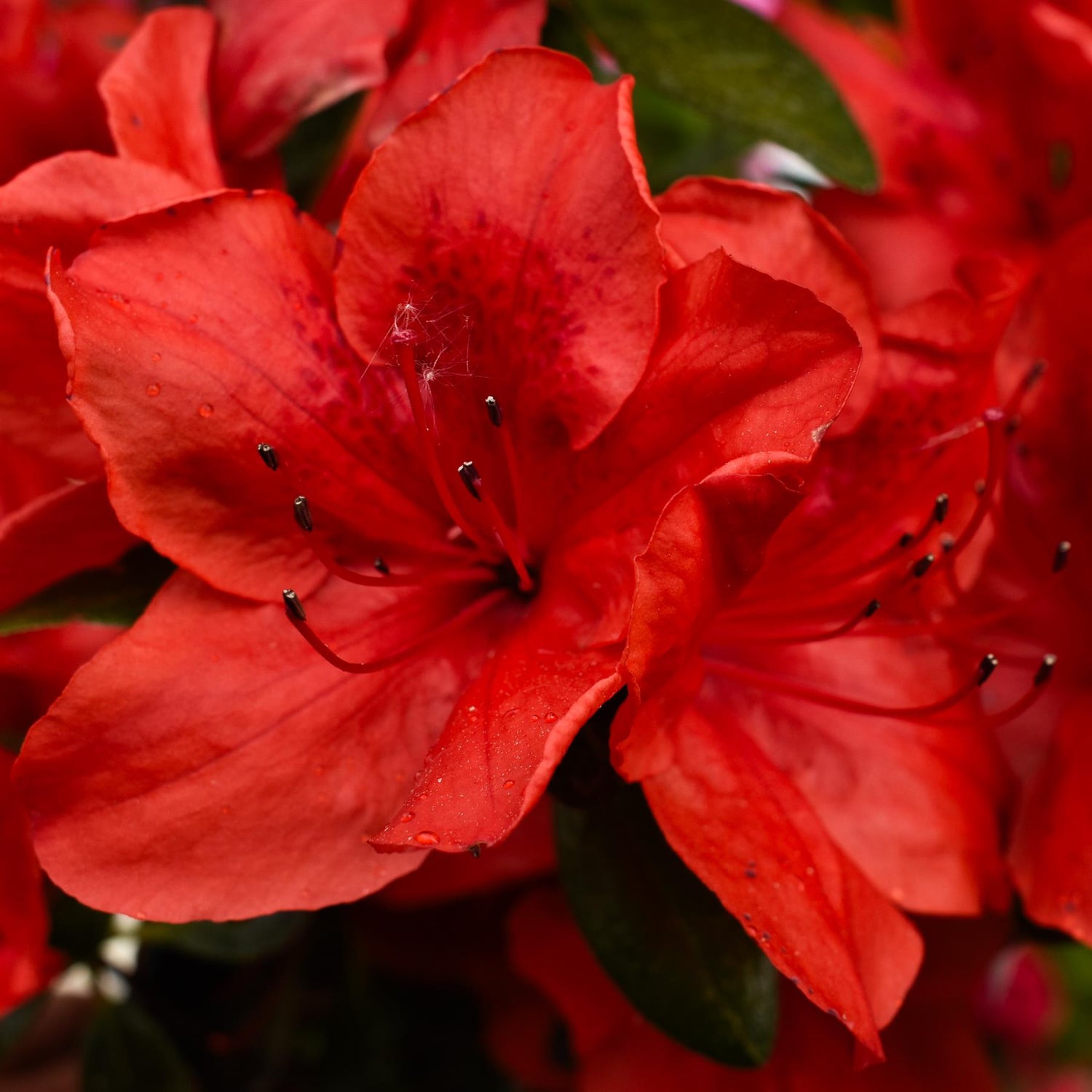 Azalea Japonica 'Vuyk's Scarlet' - 10-15cm - 3lt