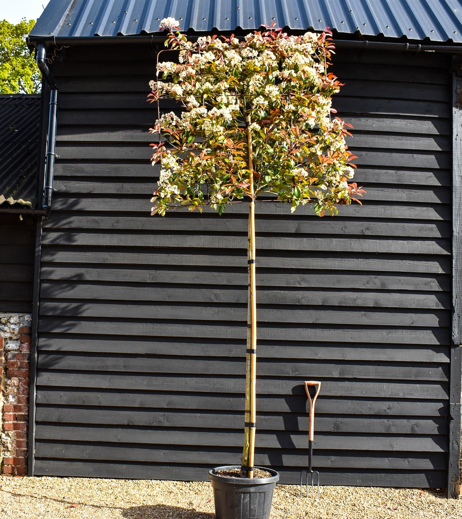 Photinia x fraseri 'Red Robin' - Pleached/Espalier 120cm-120cm - Clear Stem - 230cm - Height 350cm - Girth 10-12cm - 45lt
