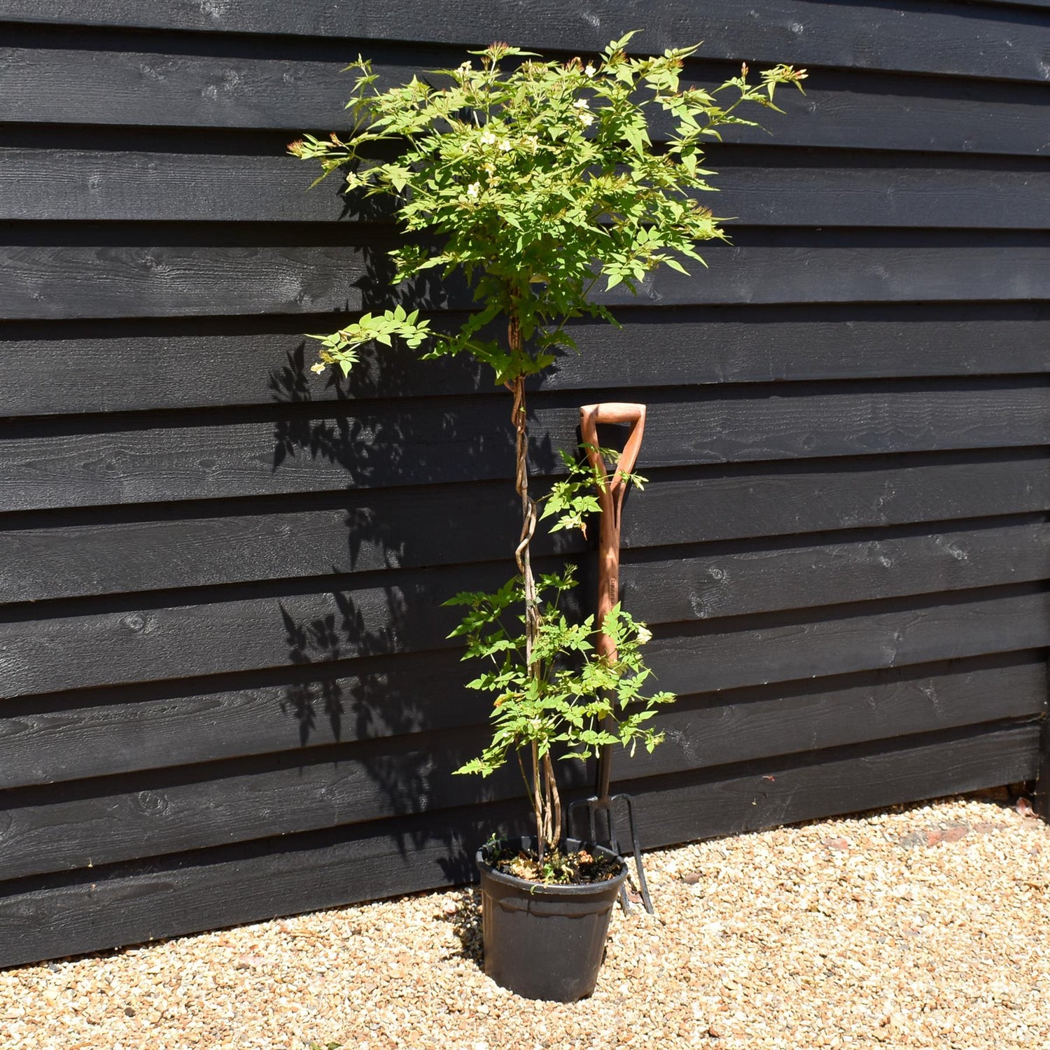 Jasminum officinale 'Clotted Cream' | Jasmine 'Clotted Cream' - Height 100-120cm - 9lt
