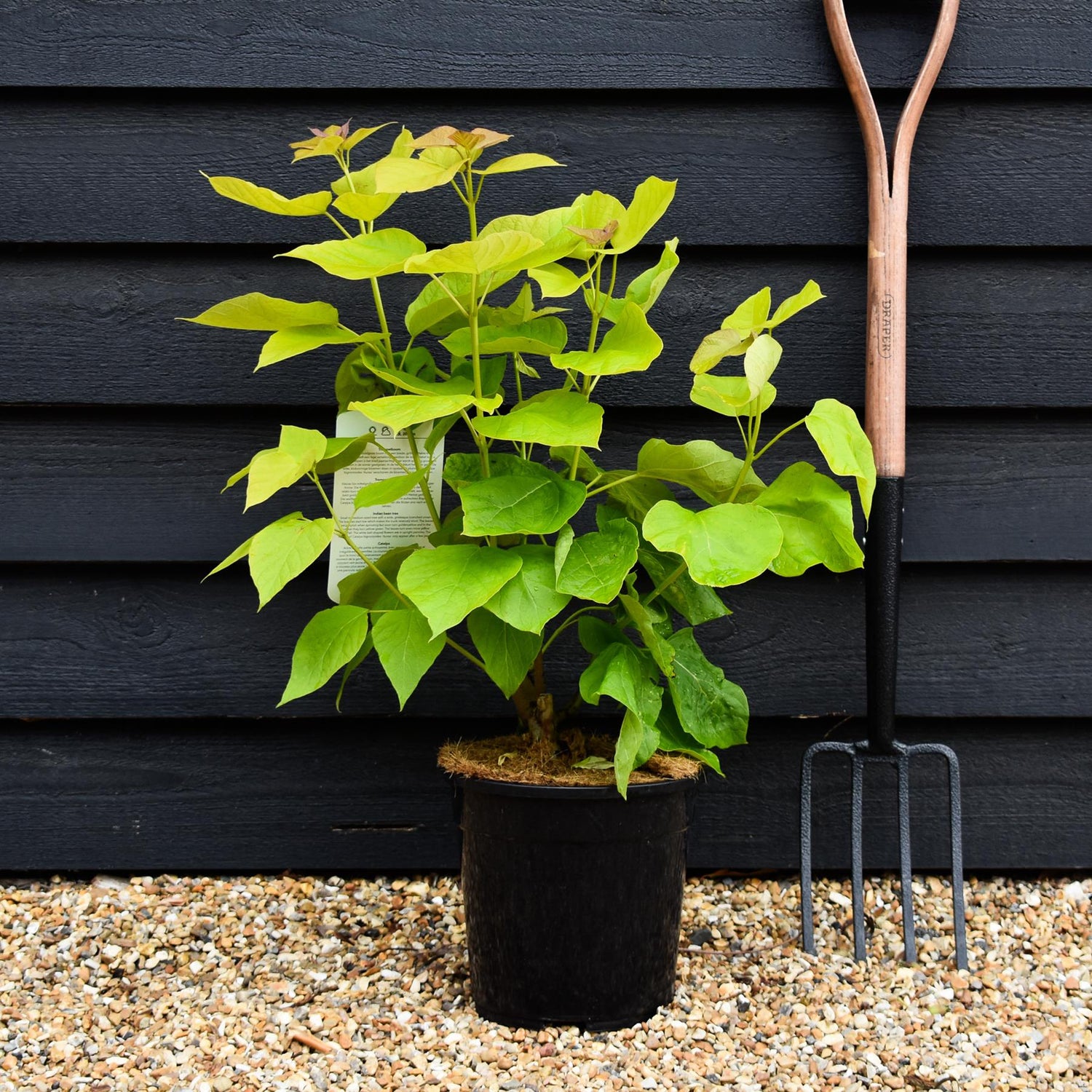 Catalpa bignonioides 'Aurea' | Golden Indian bean tree - Shrub - Height 50-70cm - 7.5lt