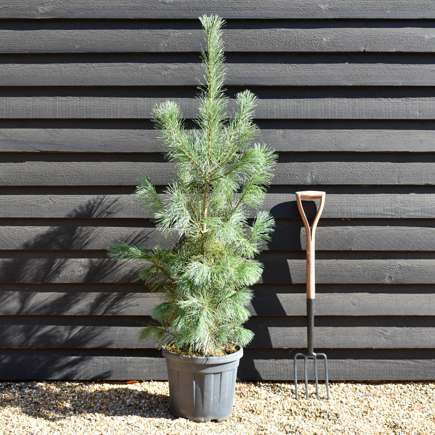 Pinus monticola 'Ammerland' | Western White Pine - Height 140cm - 20lt